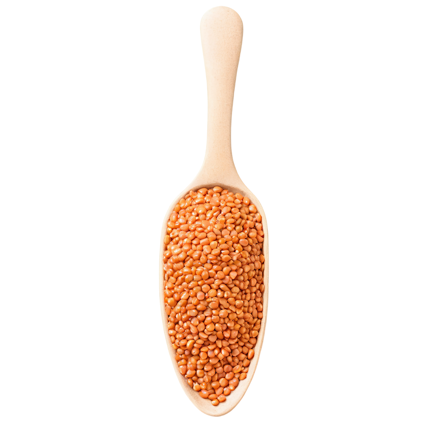 Lentils proteins isolated on transparent background #8565