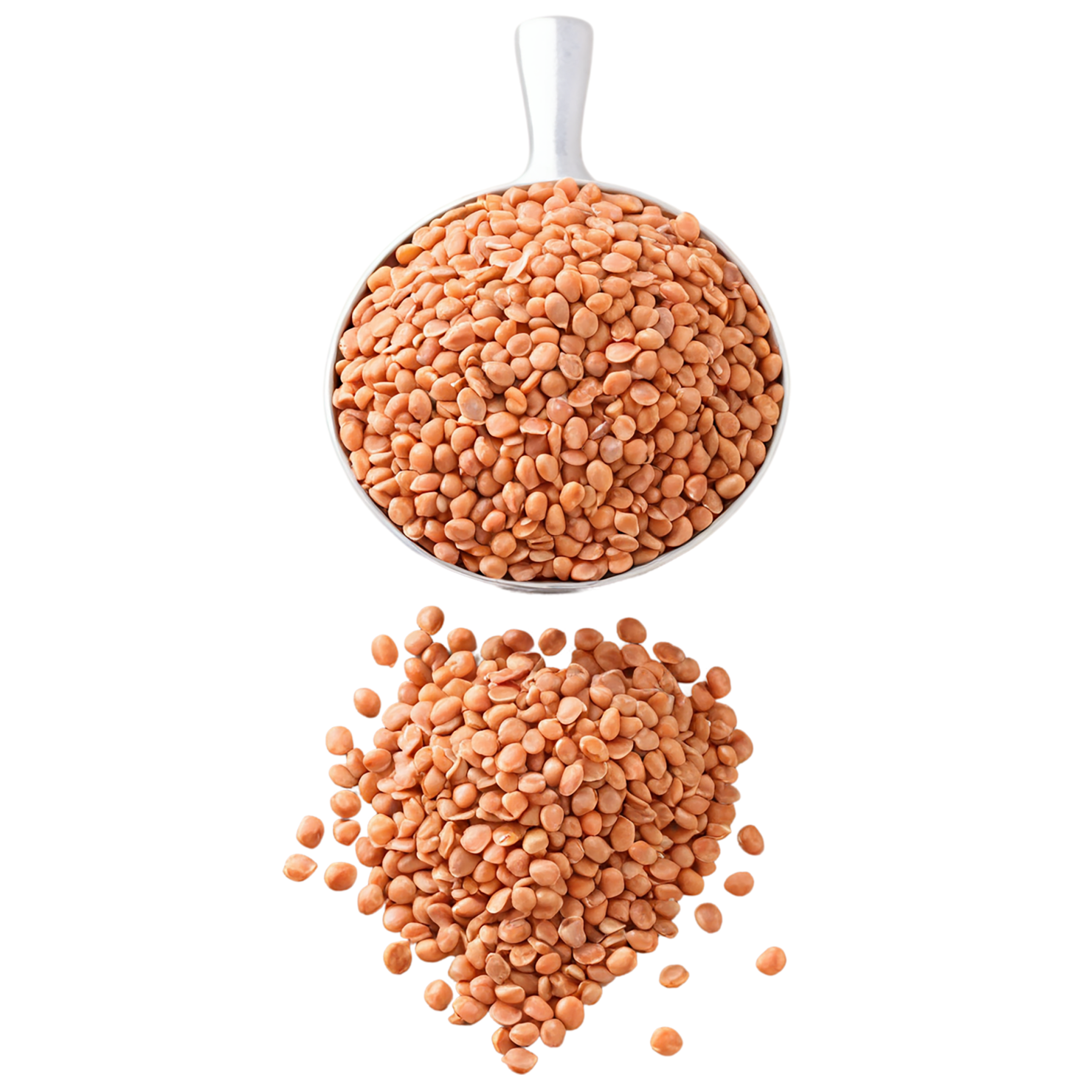 Lentils proteins isolated on transparent background #8571