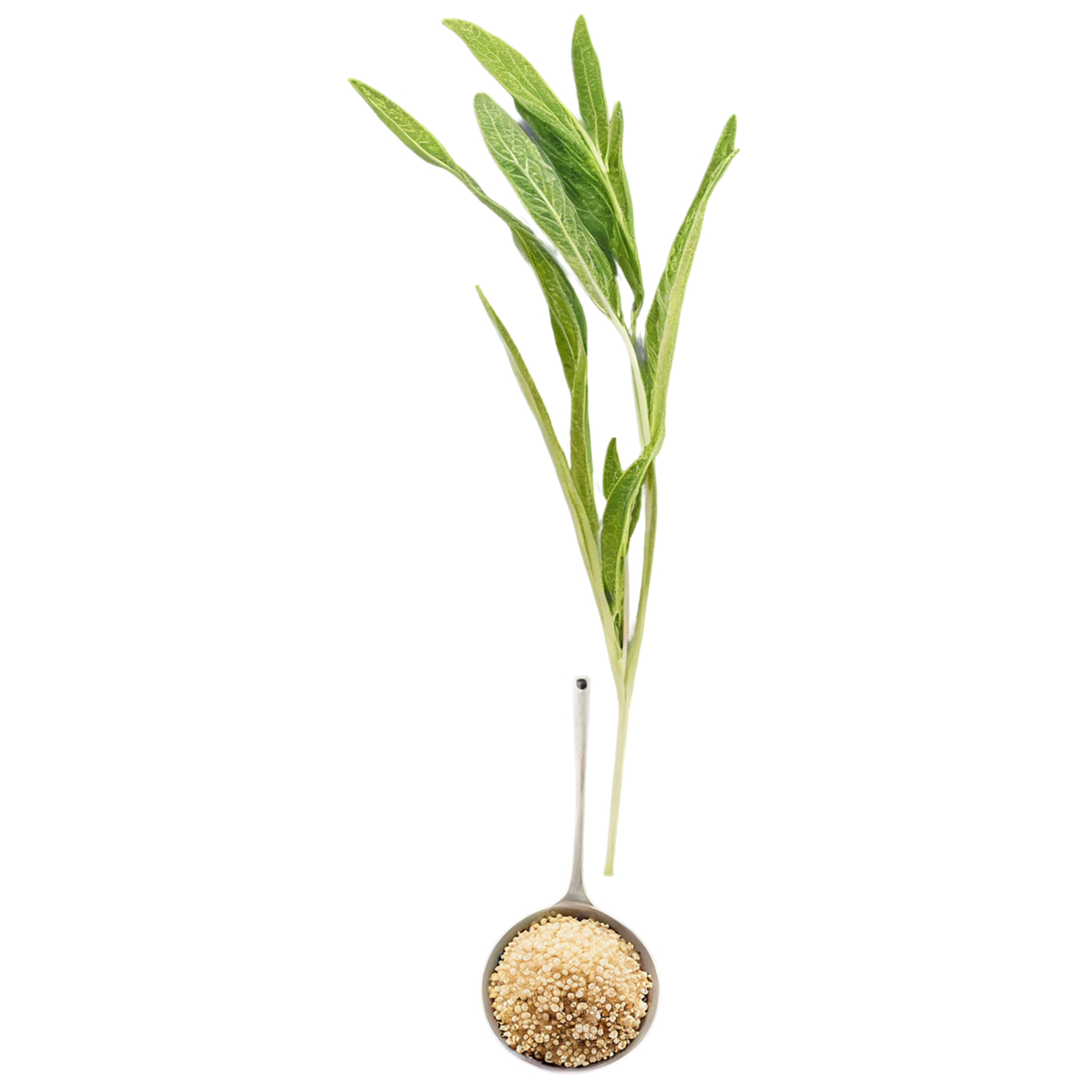 Quinoa proteins isolated on transparent background #8624