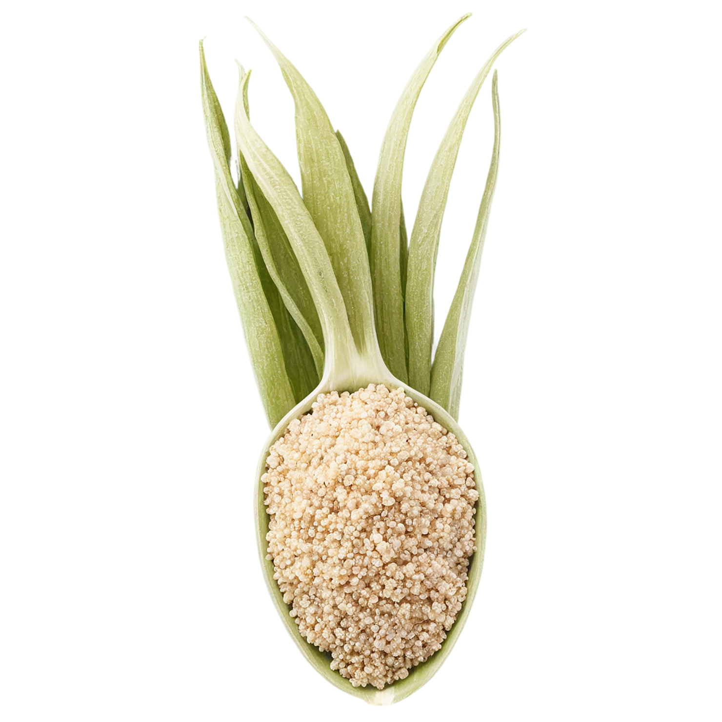 Quinoa proteins isolated on transparent background #8625