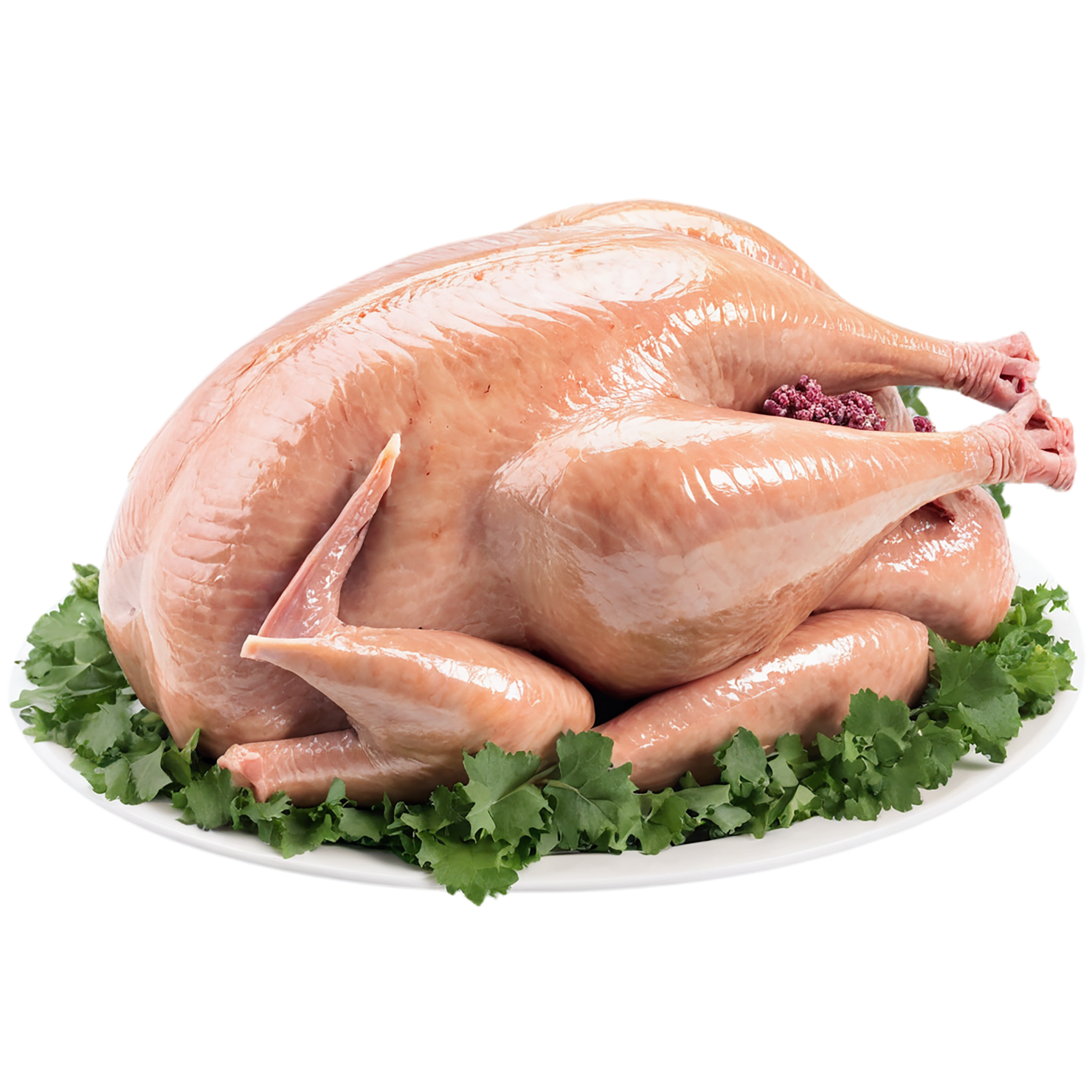 Turkey proteins isolated on transparent background #8758