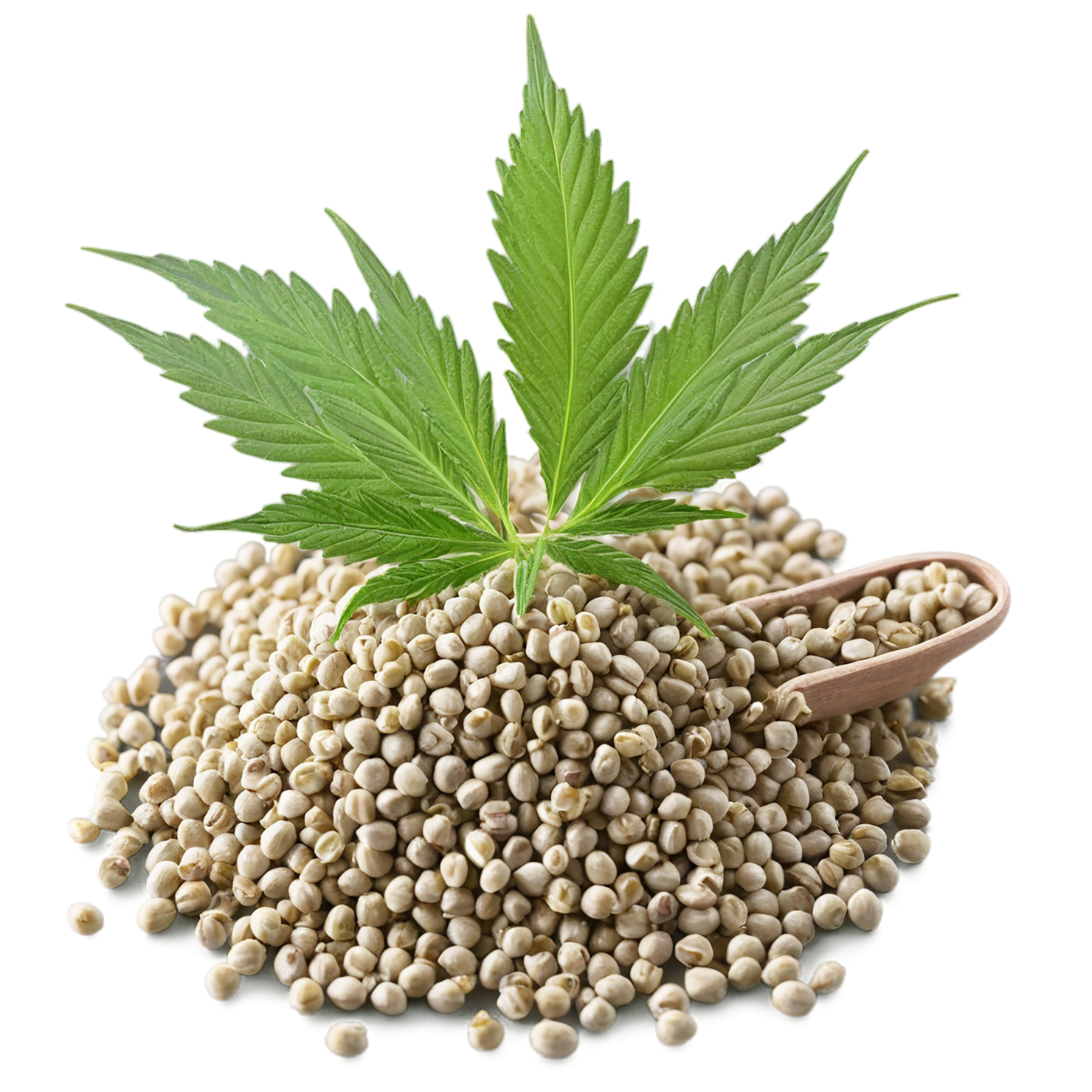 Hemp seeds isolated on transparent background #8853