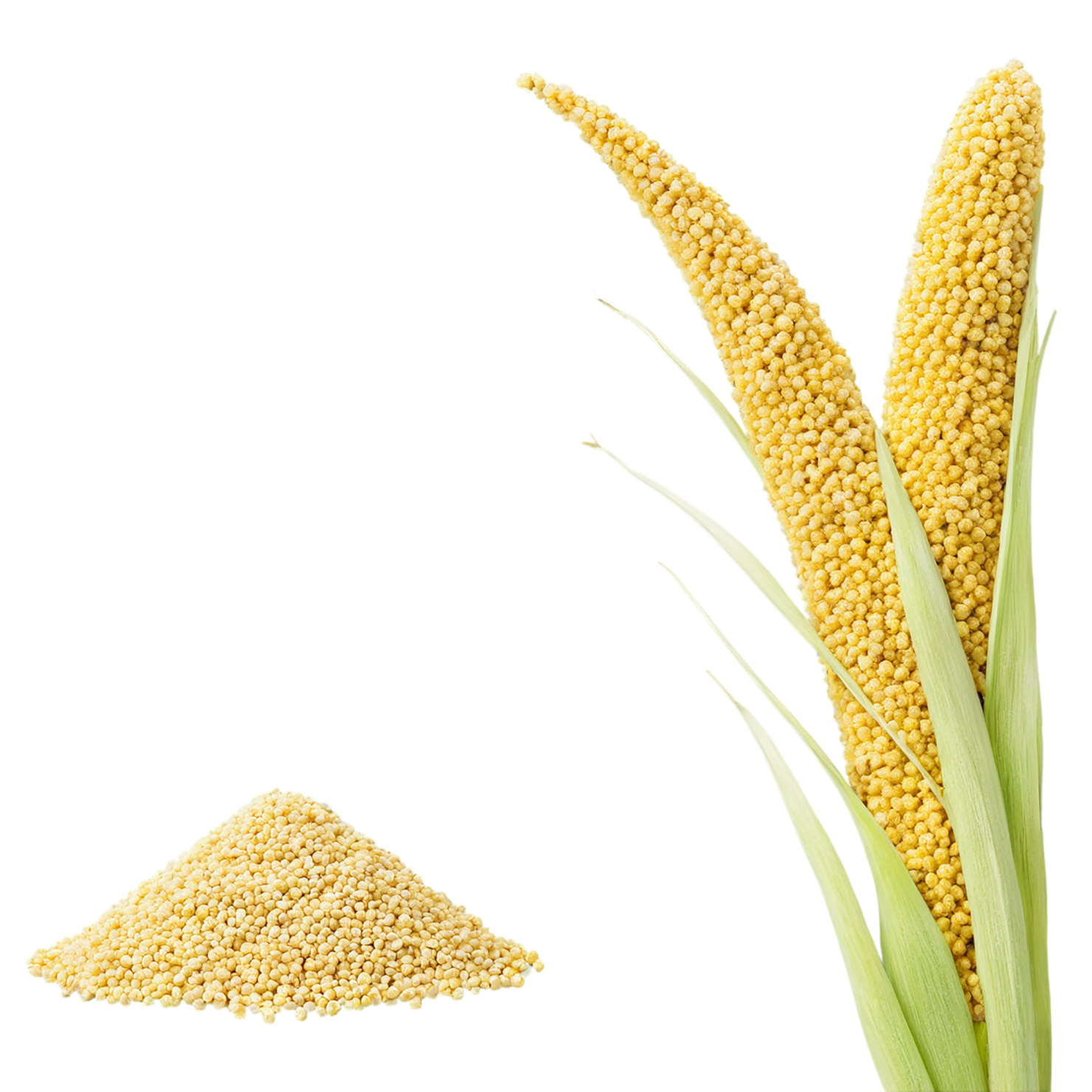 Millet seeds isolated on transparent background #8882