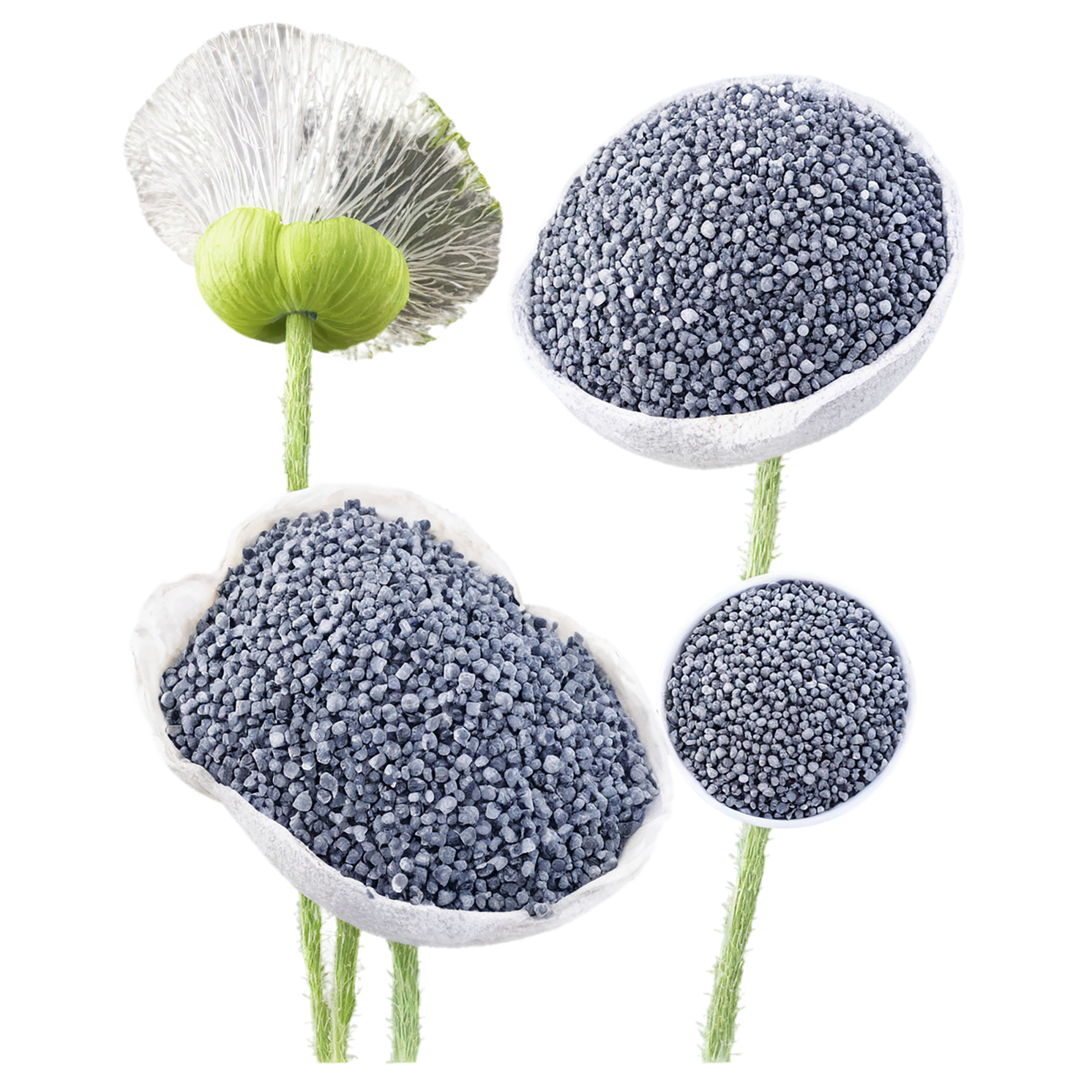Poppy seeds isolated on transparent background #8883