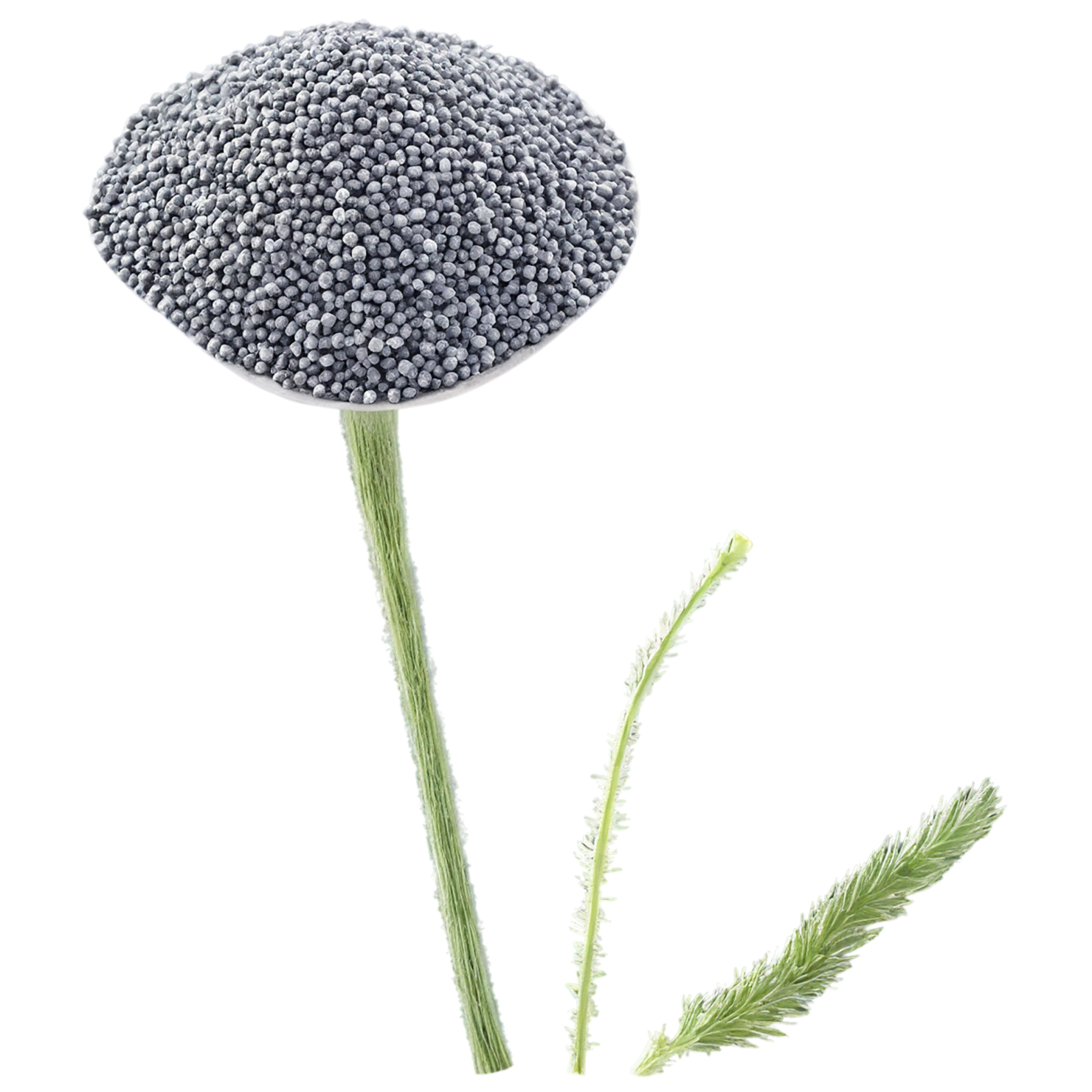 Poppy seeds isolated on transparent background #8888