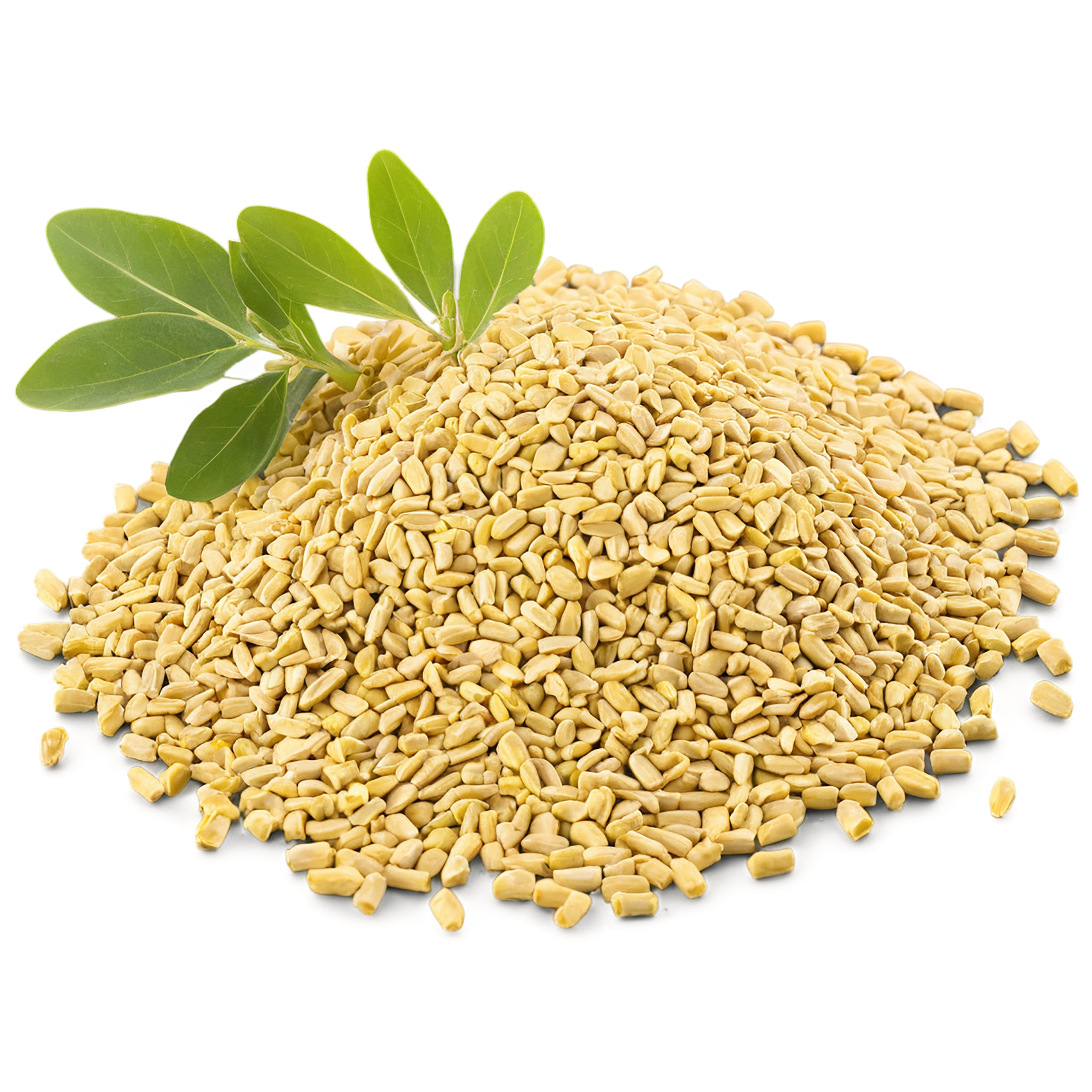 Fenugreek spices isolated on transparent background #9789