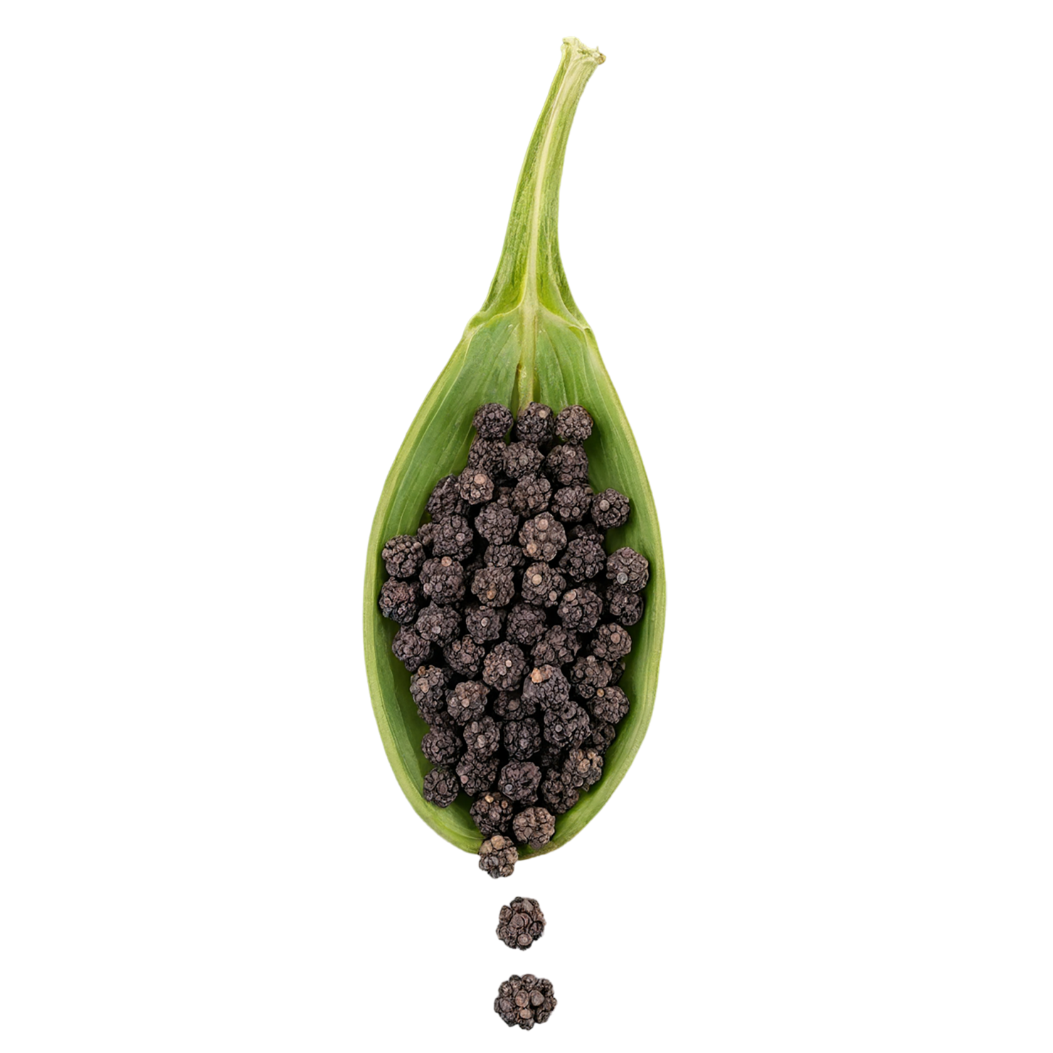 Black pepper spices isolated on transparent background #9514