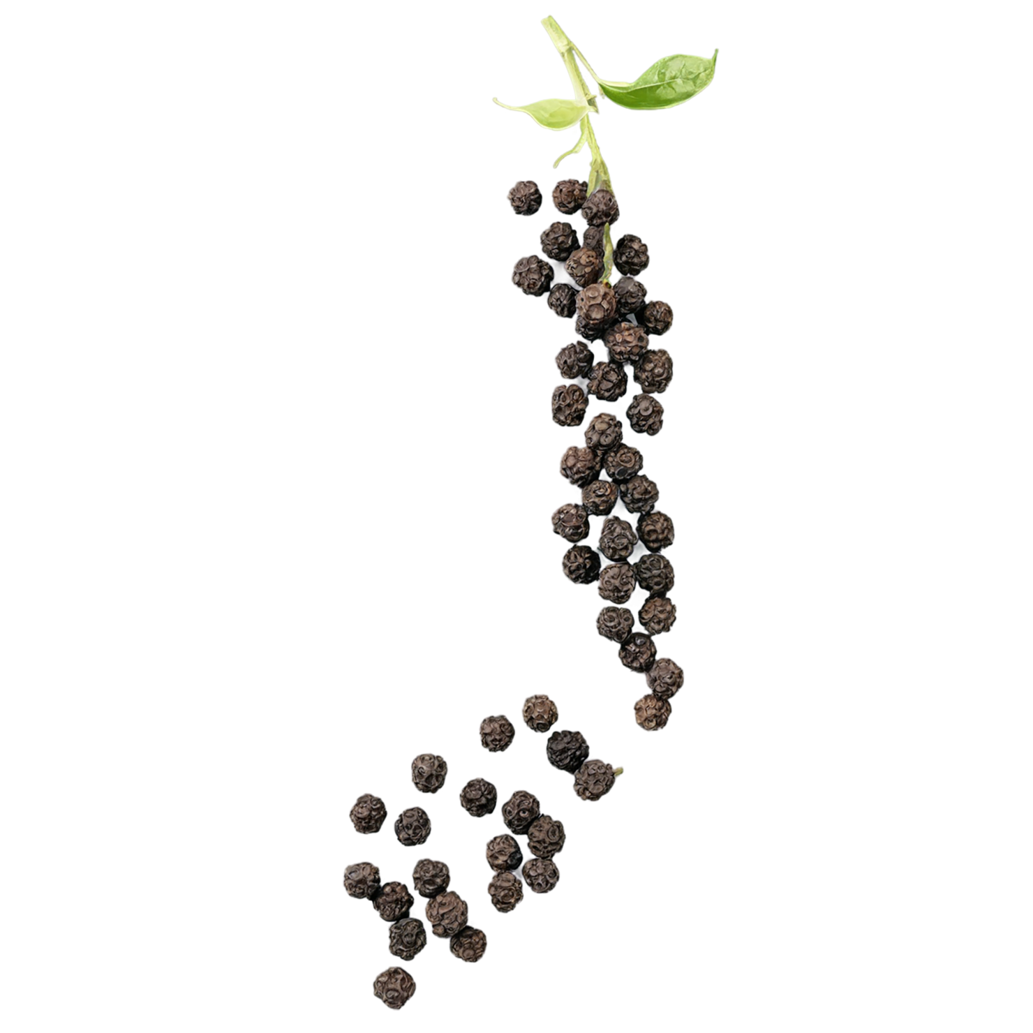 Black pepper spices isolated on transparent background #9520