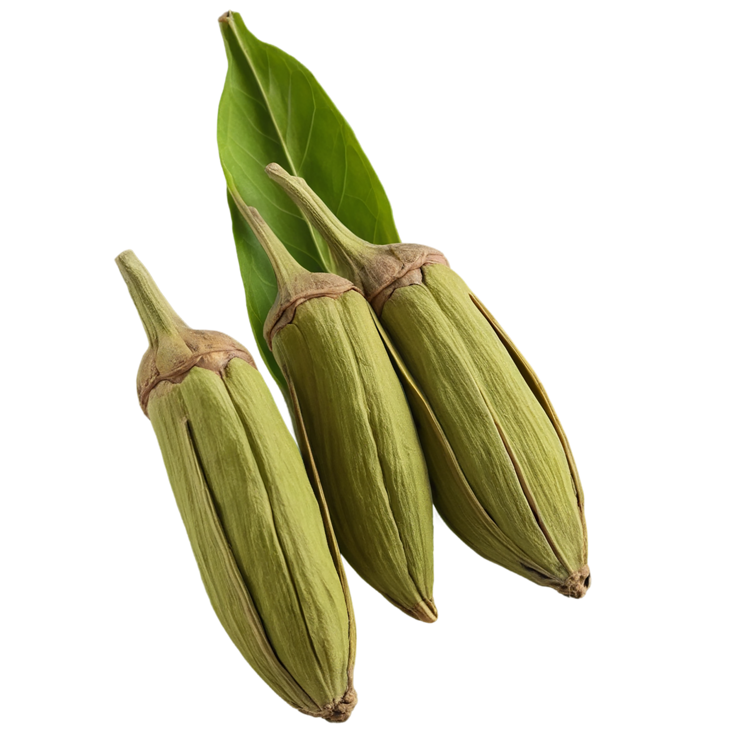 Cardamom spices isolated on transparent background #9531