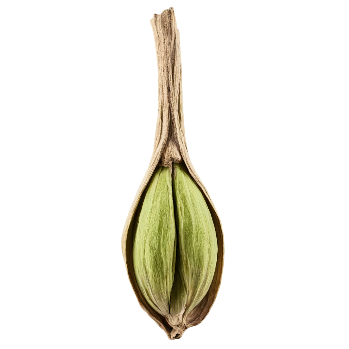 Cardamom spices isolated on transparent background #9534