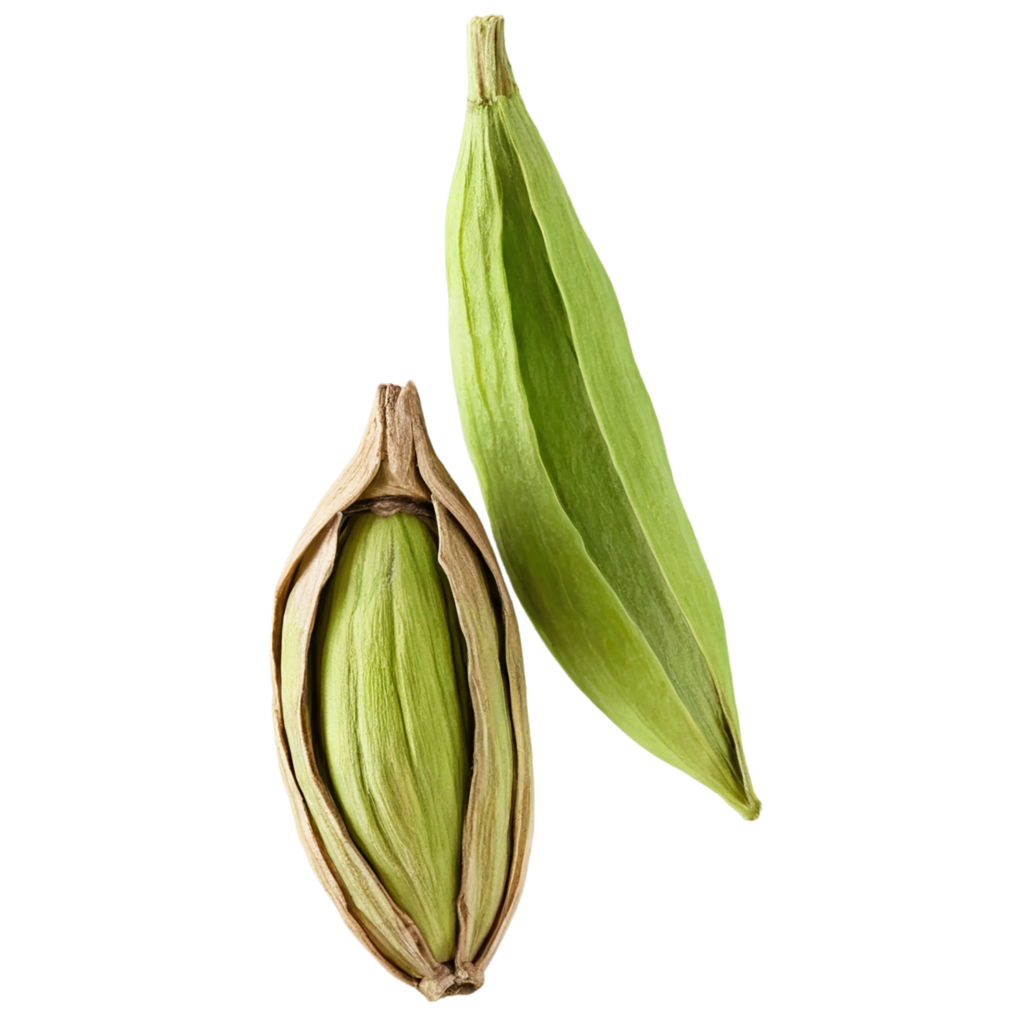 Cardamom spices isolated on transparent background #9535