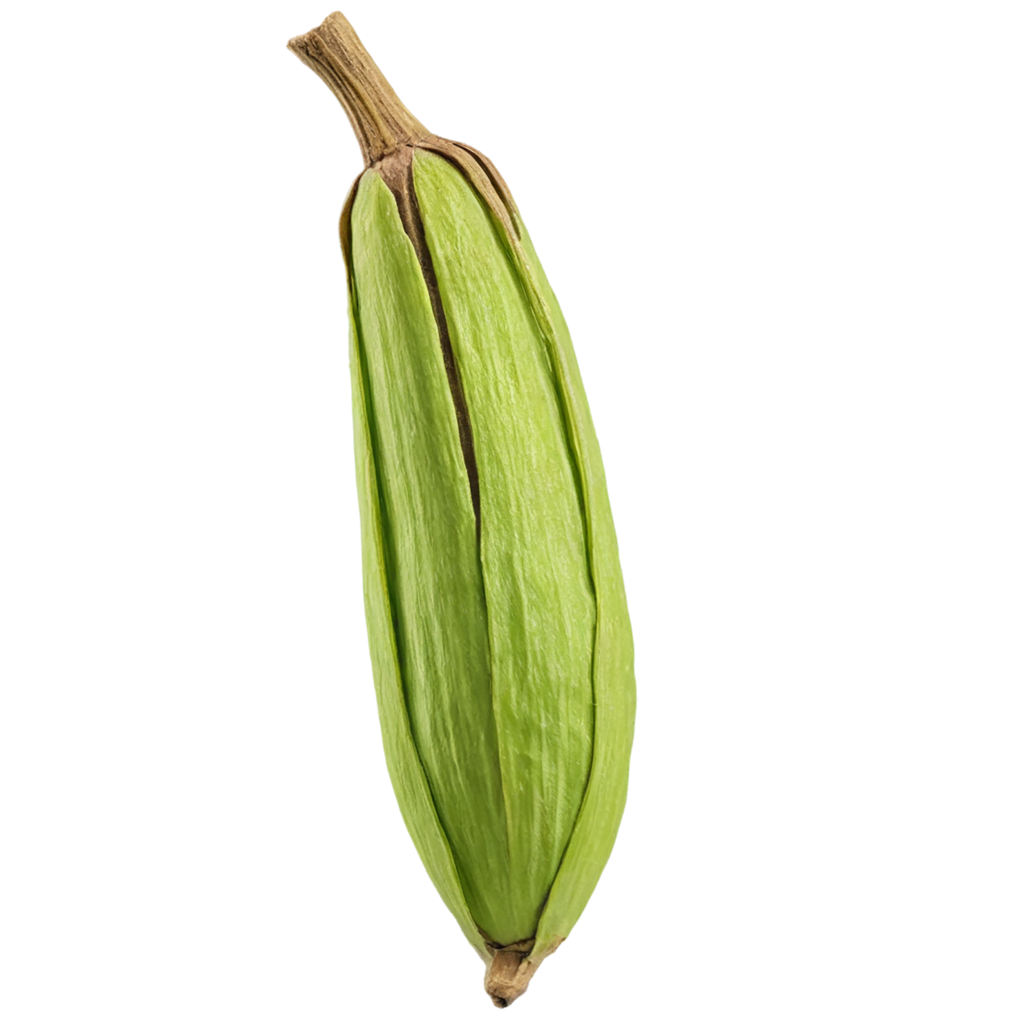 Cardamom spices isolated on transparent background #9536
