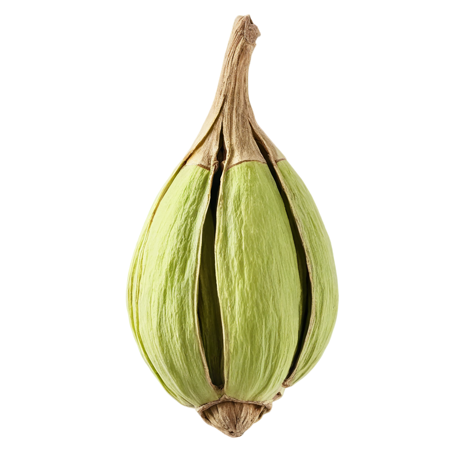 Cardamom spices isolated on transparent background #9538