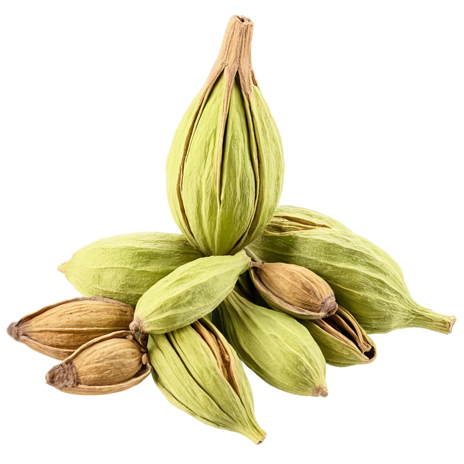 Cardamom spices isolated on transparent background #9542