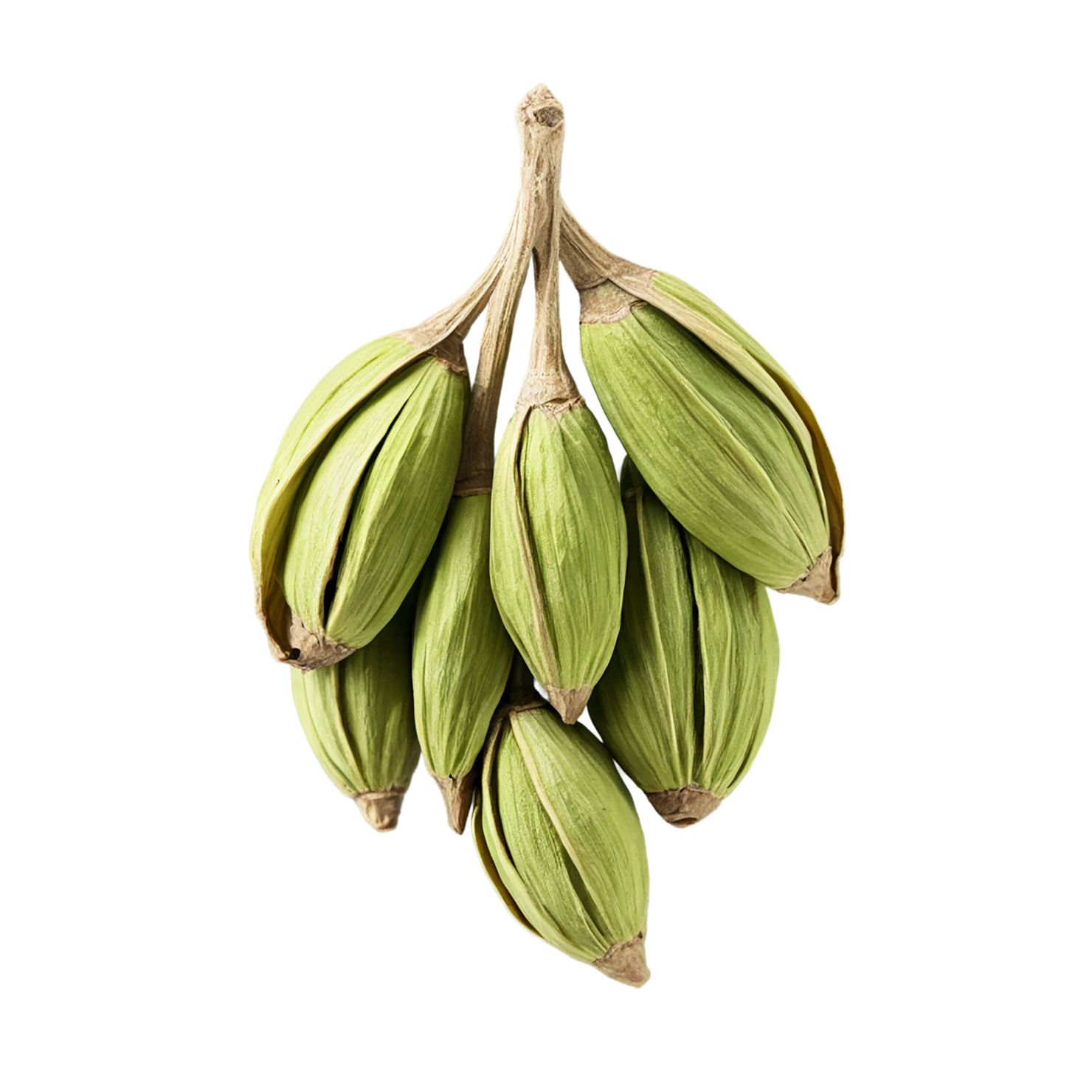 Cardamom spices isolated on transparent background #9544