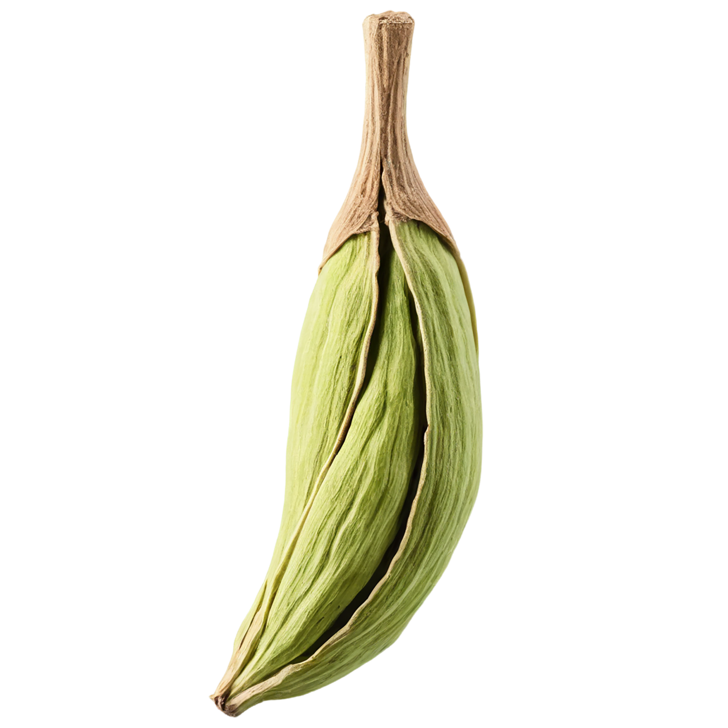 Cardamom spices isolated on transparent background #9545