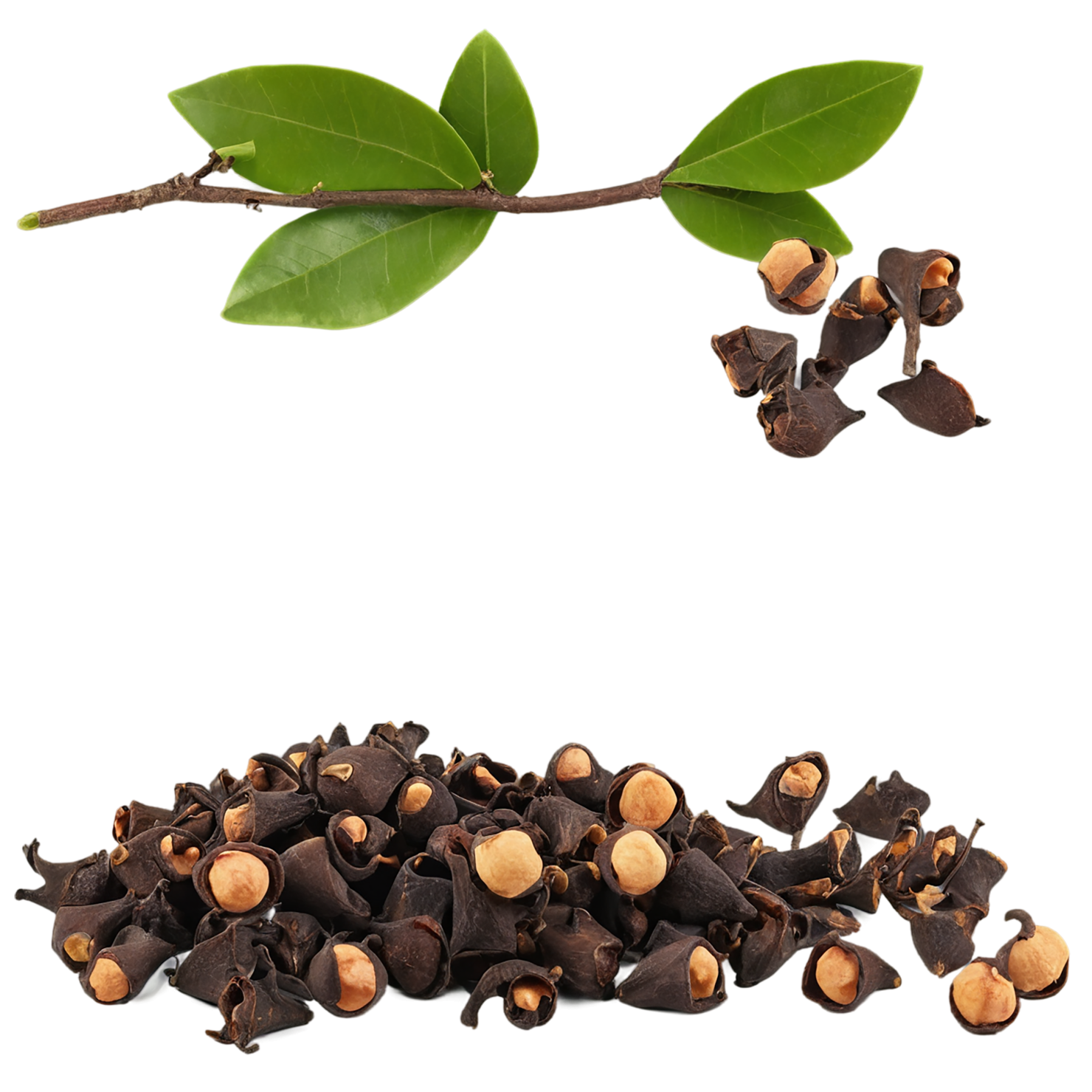 Cloves spices isolated on transparent background #9654