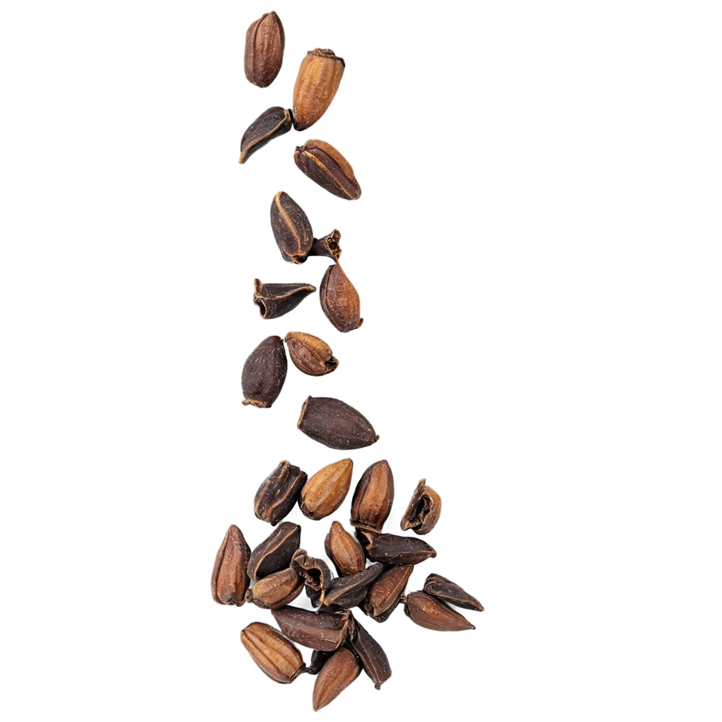 Cloves spices isolated on transparent background #9666