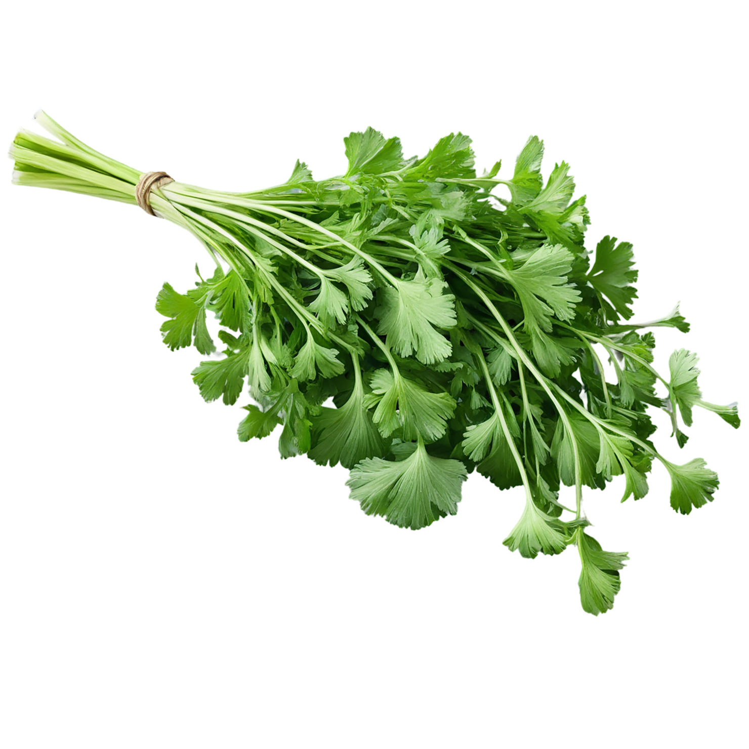 Coriander spices isolated on transparent background #9674