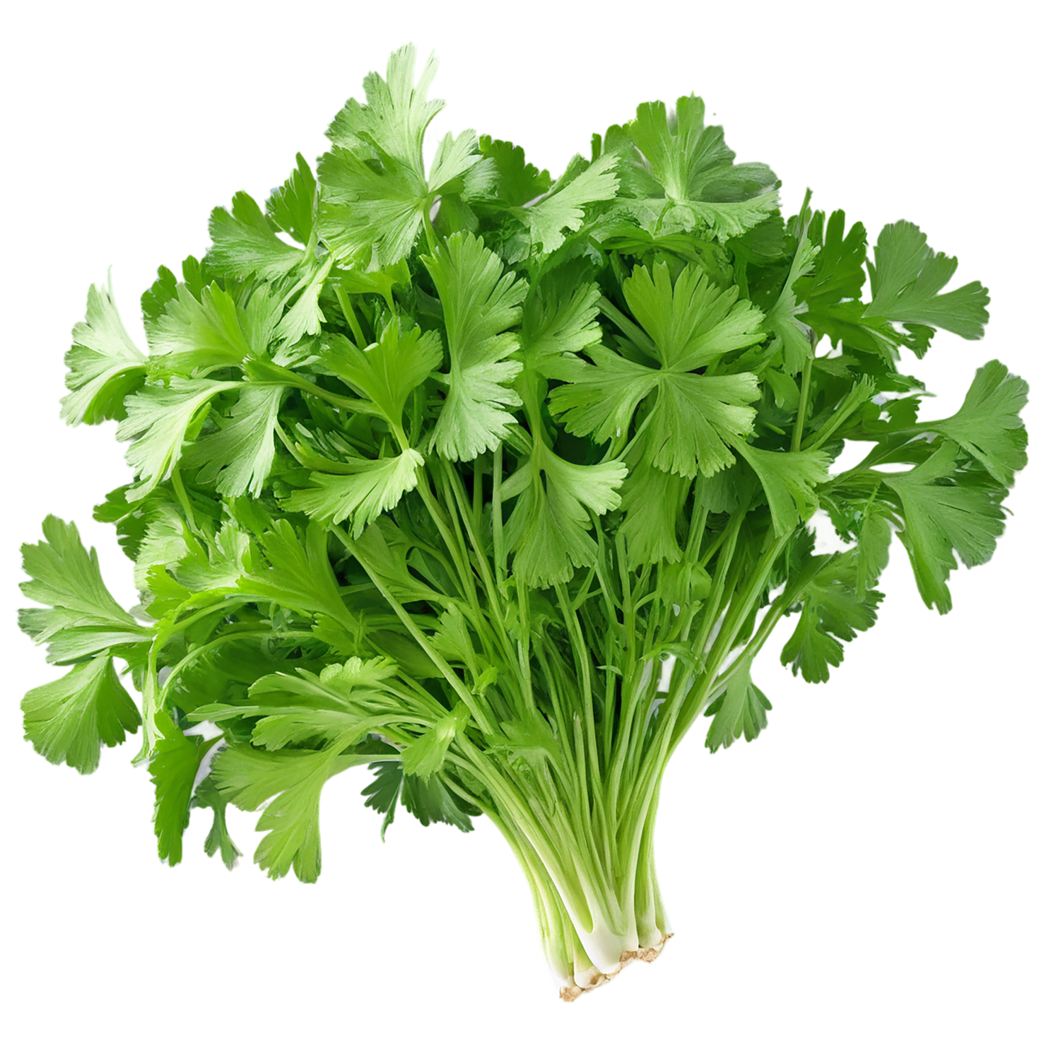 Coriander spices isolated on transparent background #9675