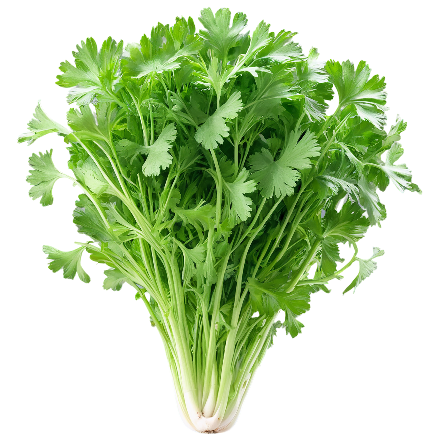 Coriander spices isolated on transparent background #9677