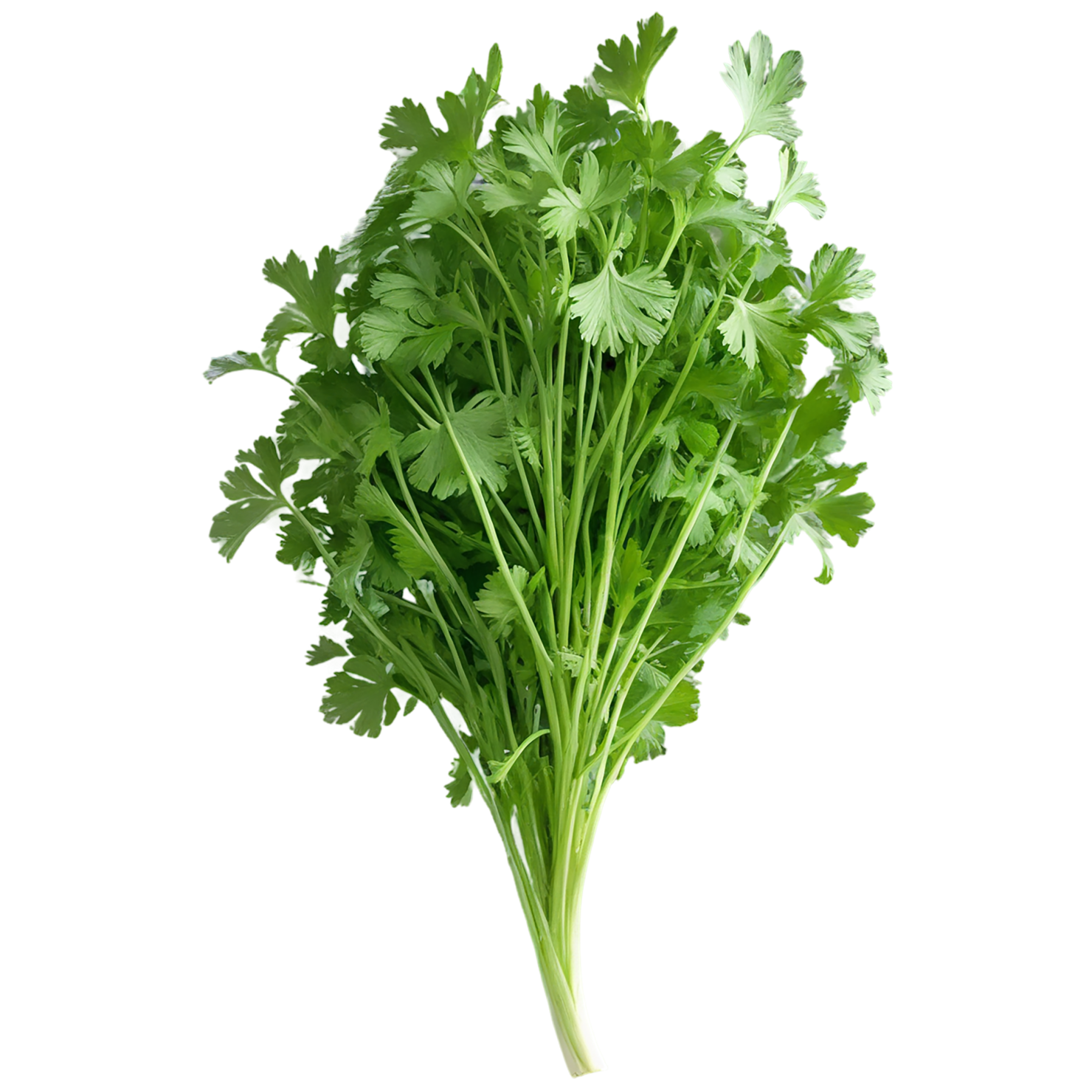 Coriander spices isolated on transparent background #9681