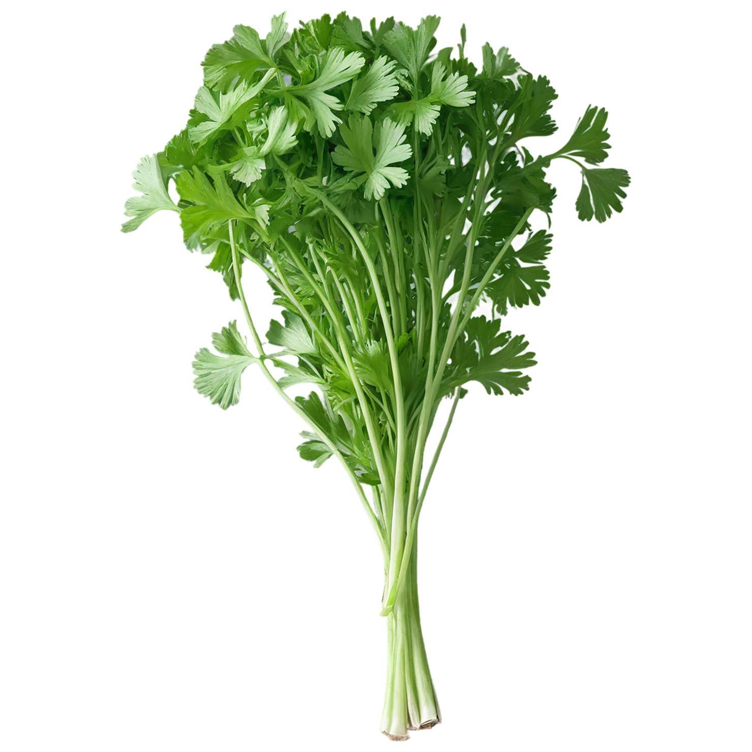 Coriander spices isolated on transparent background #9683