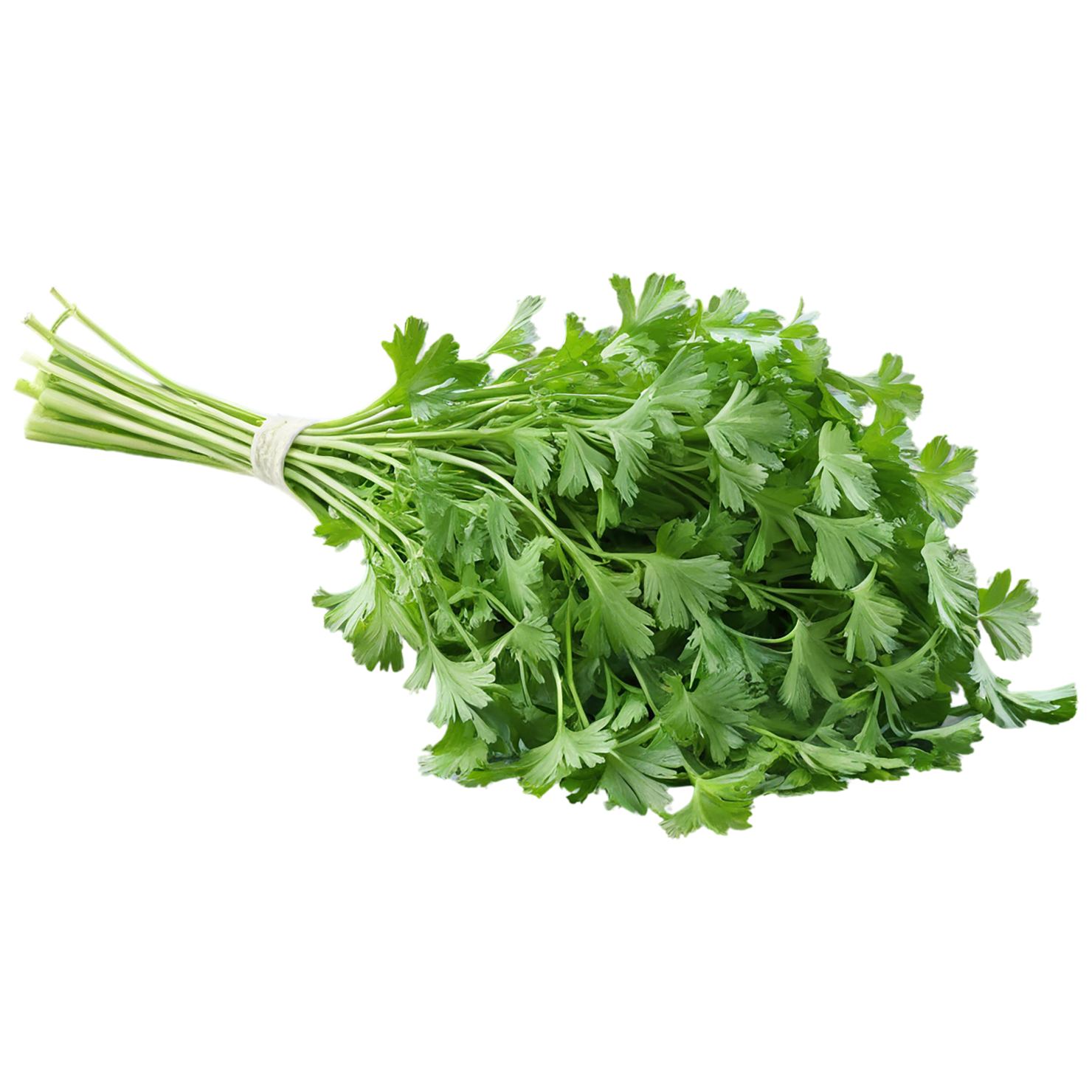 Coriander spices isolated on transparent background #9685