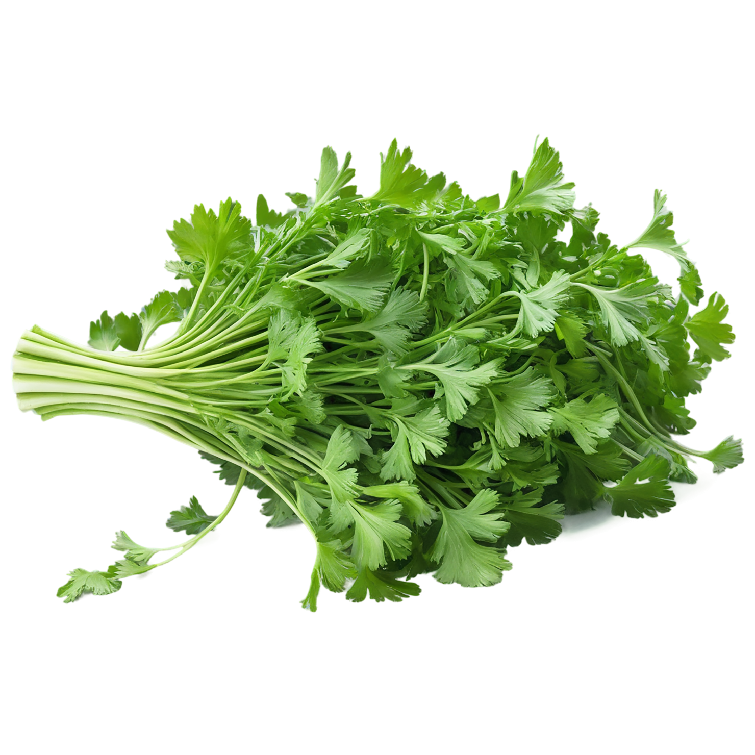 Coriander spices isolated on transparent background #9687