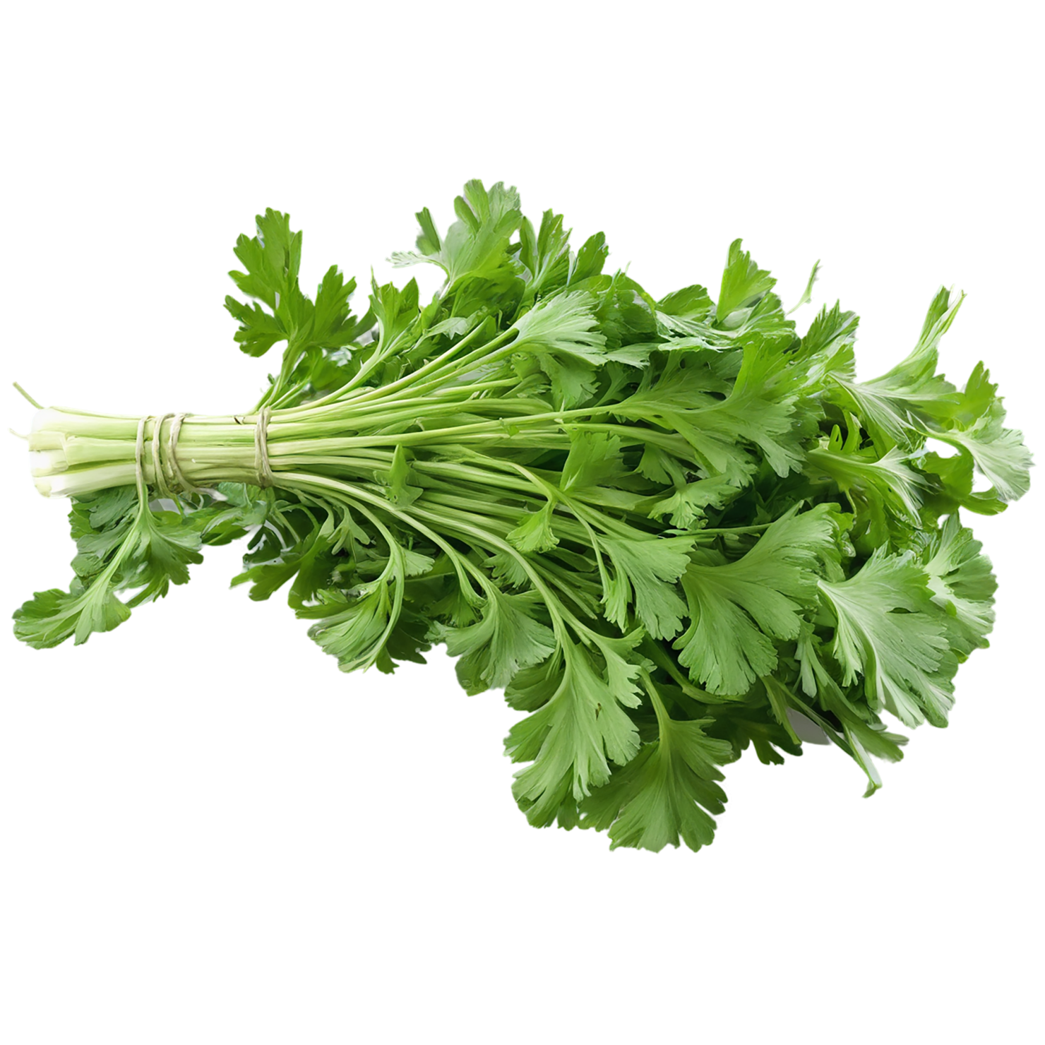 Coriander spices isolated on transparent background #9689