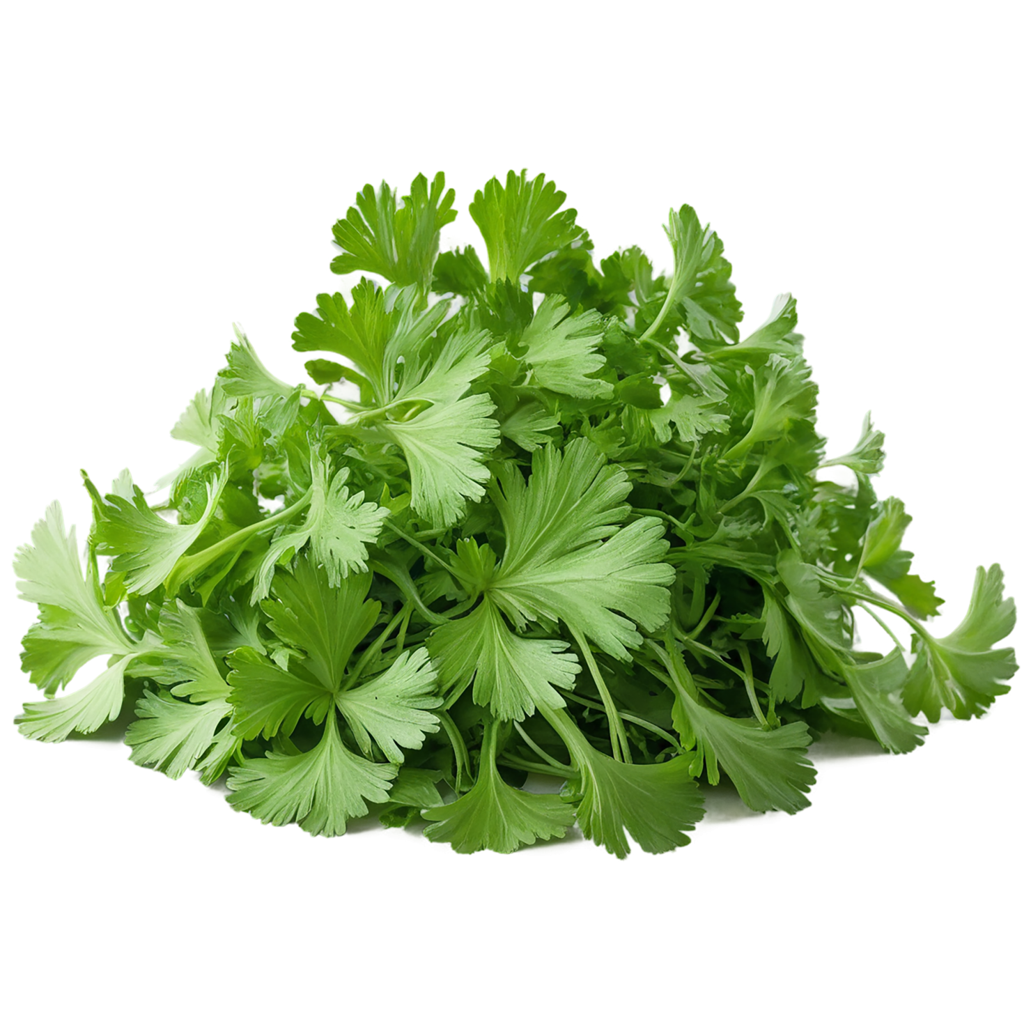 Coriander spices isolated on transparent background #9690