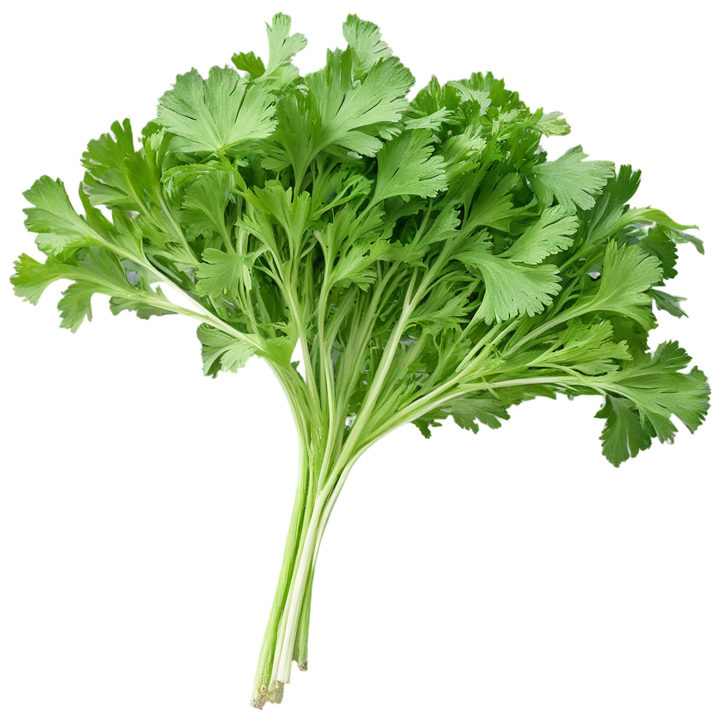 Coriander spices isolated on transparent background #9691