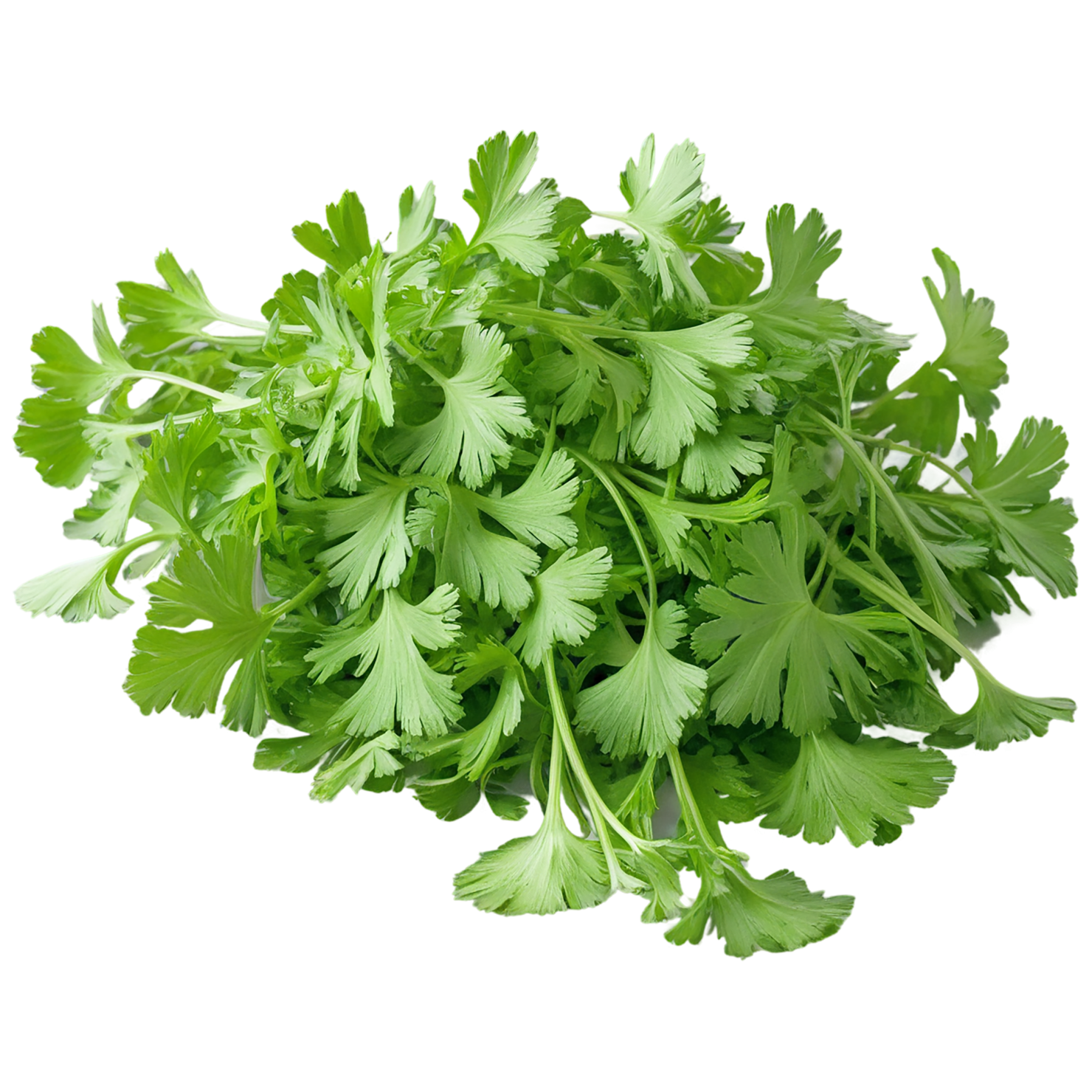 Coriander spices isolated on transparent background #9696