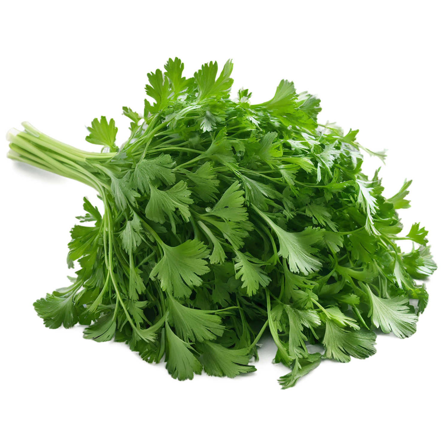 Coriander spices isolated on transparent background #9699