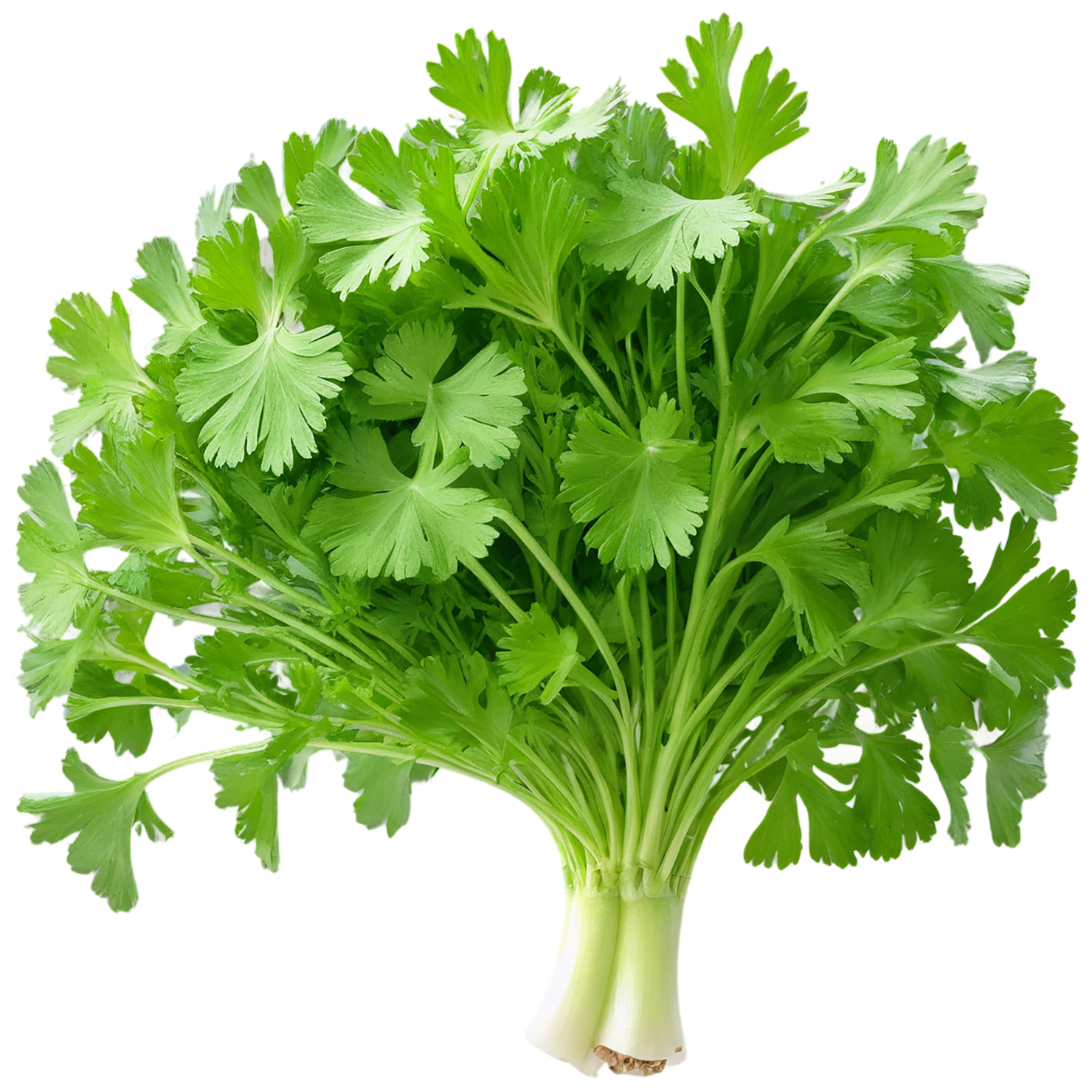 Coriander spices isolated on transparent background #9701