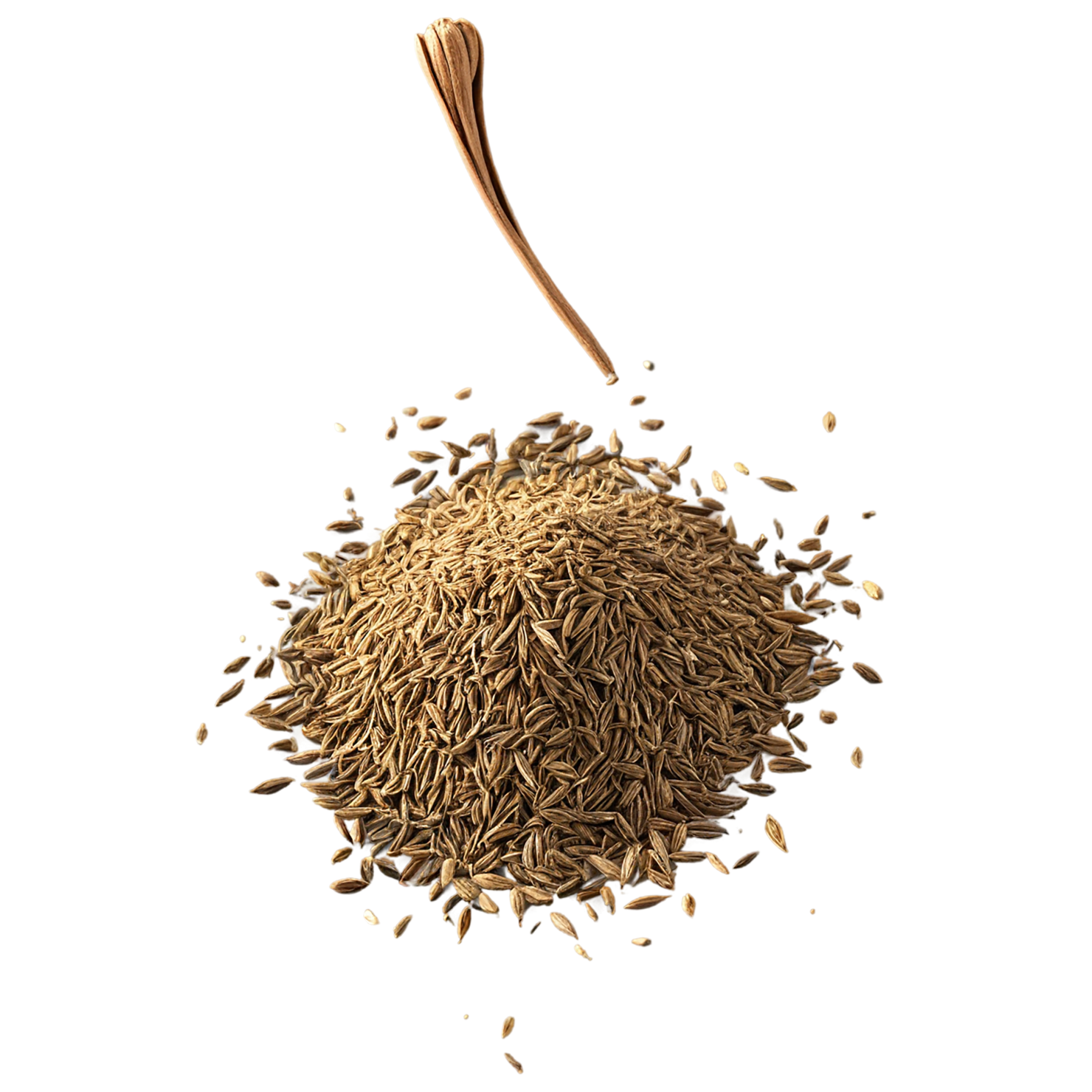 Cumin spices isolated on transparent background #9722