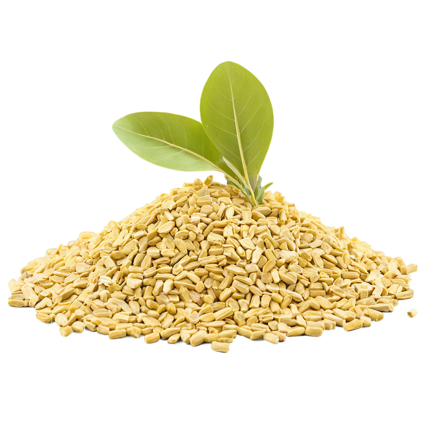 Fenugreek spices isolated on transparent background #9780