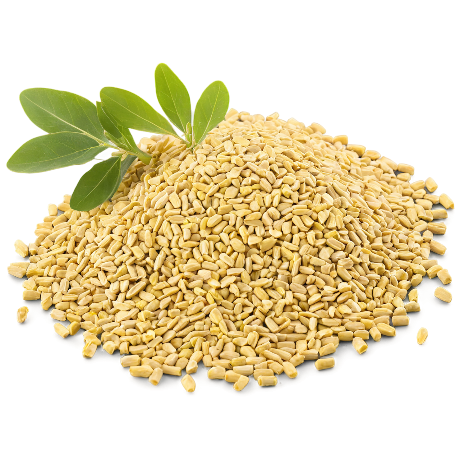 Fenugreek spices isolated on transparent background #9789