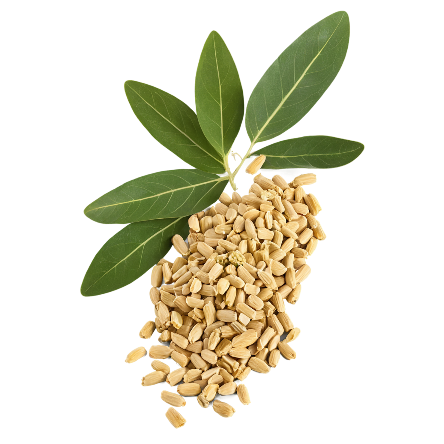 Fenugreek spices isolated on transparent background #9793