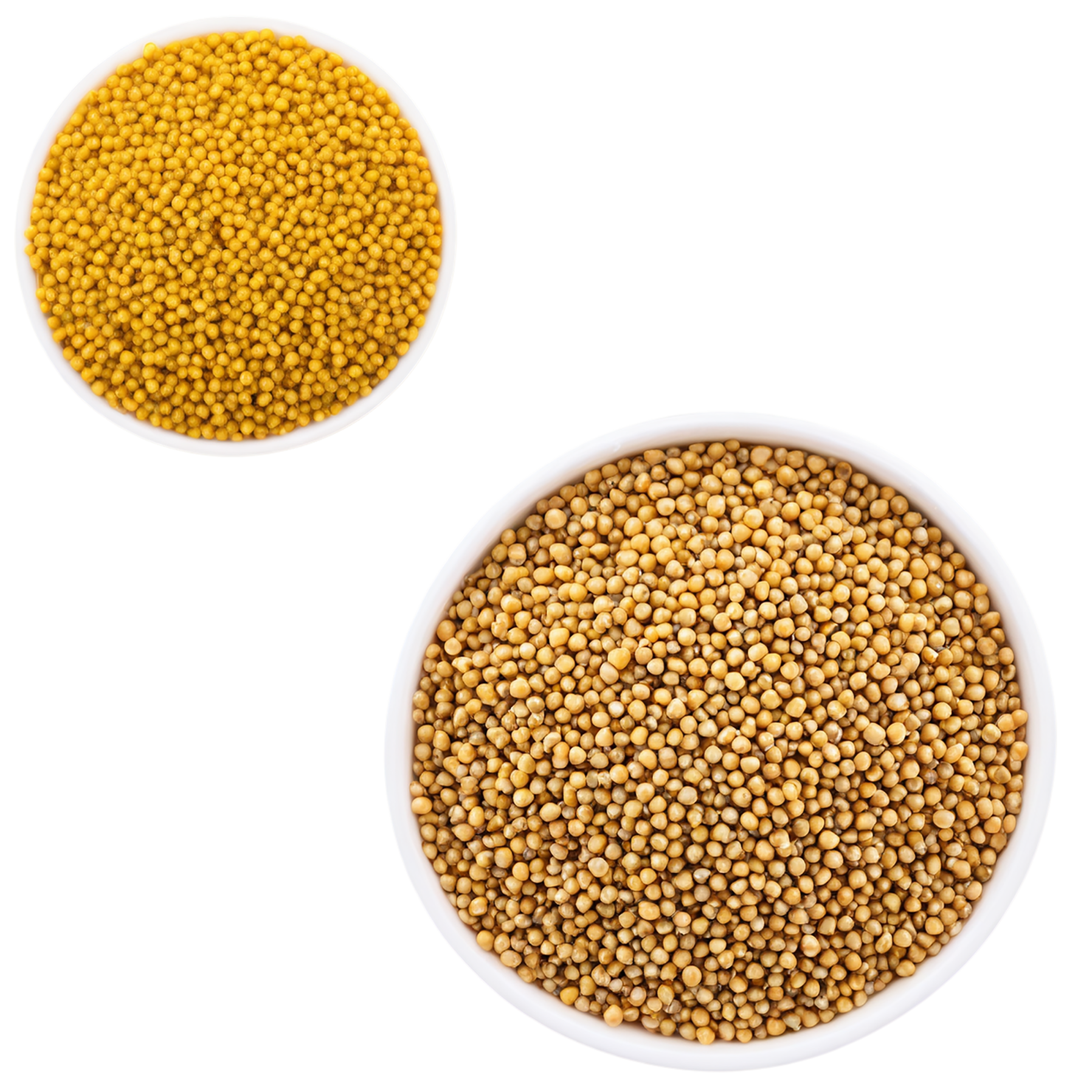 Mustard seeds spices isolated on transparent background #9829