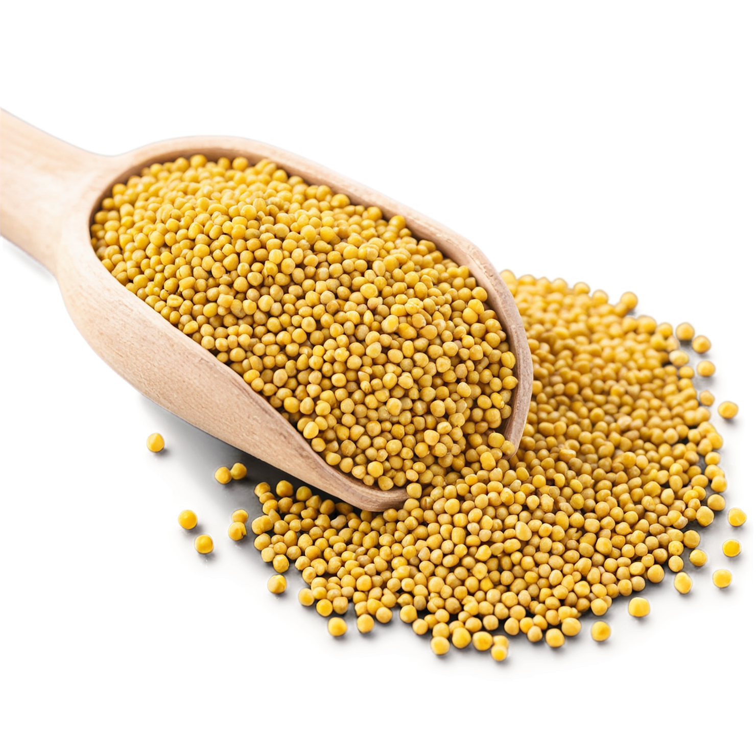 Mustard seeds spices isolated on transparent background #9831