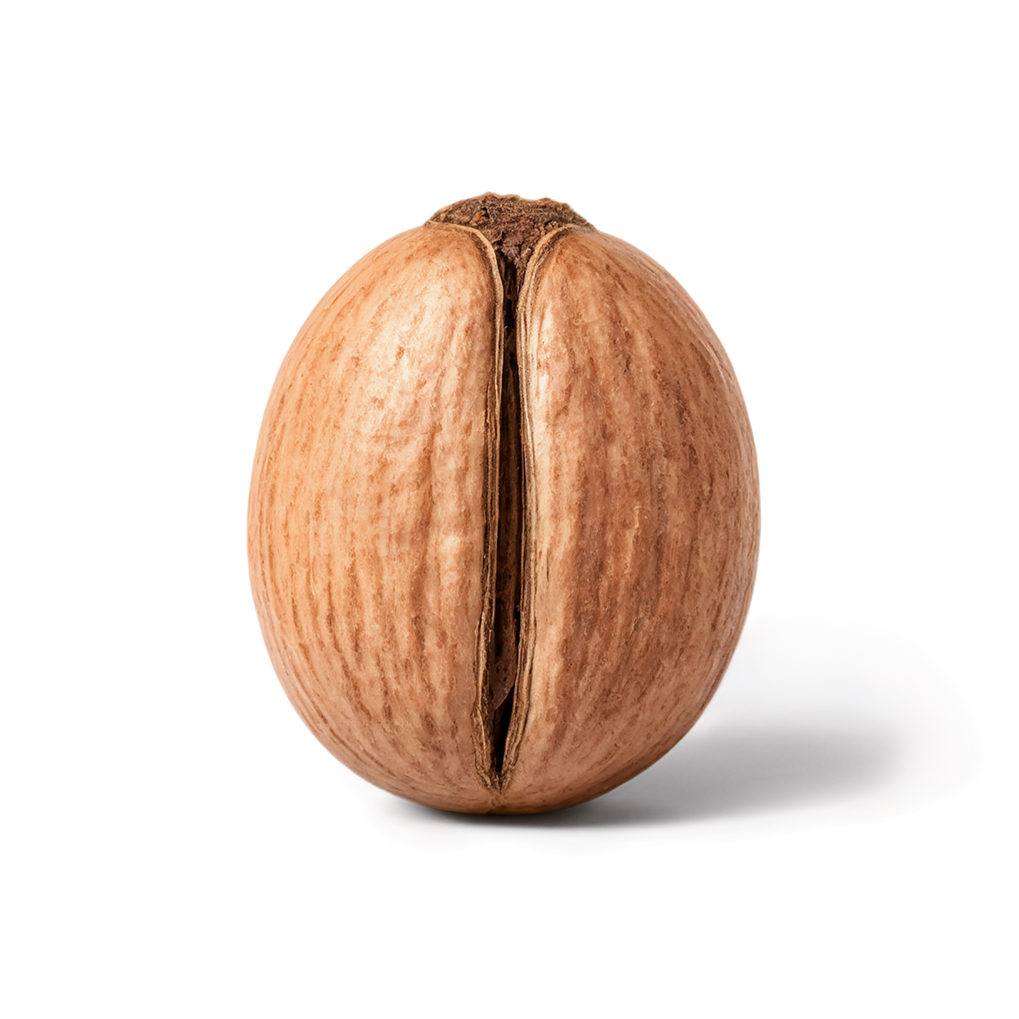 Nutmeg spices isolated on transparent background #9857