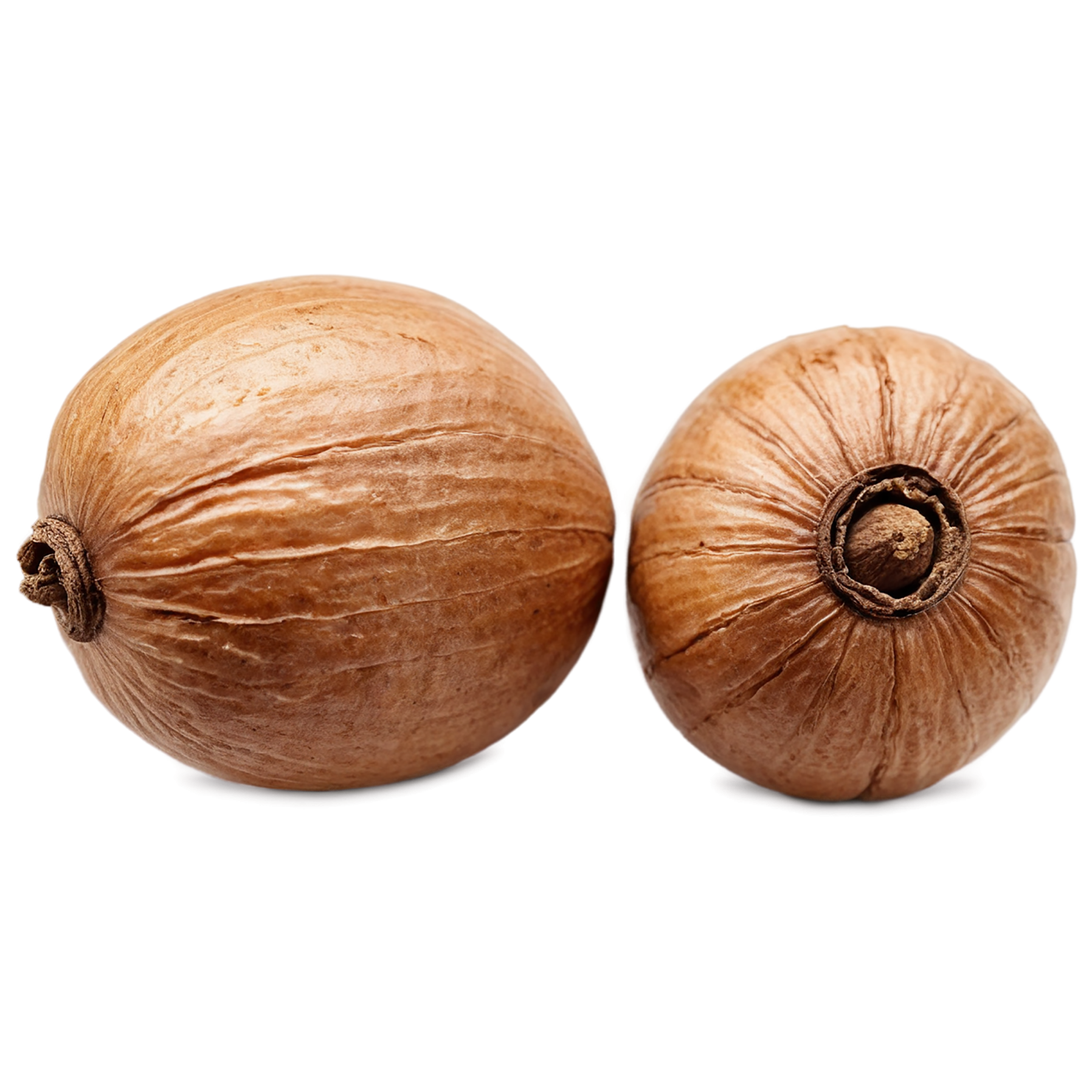 Nutmeg spices isolated on transparent background #9858