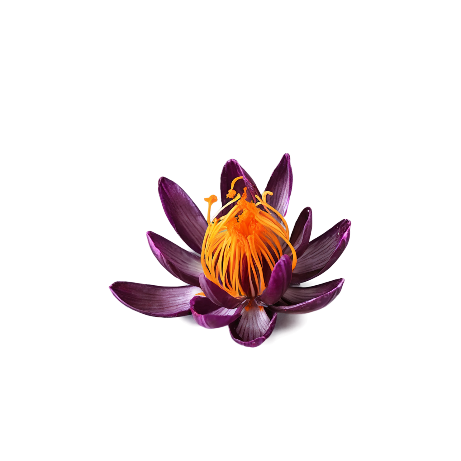 Saffron spices isolated on transparent background #9900