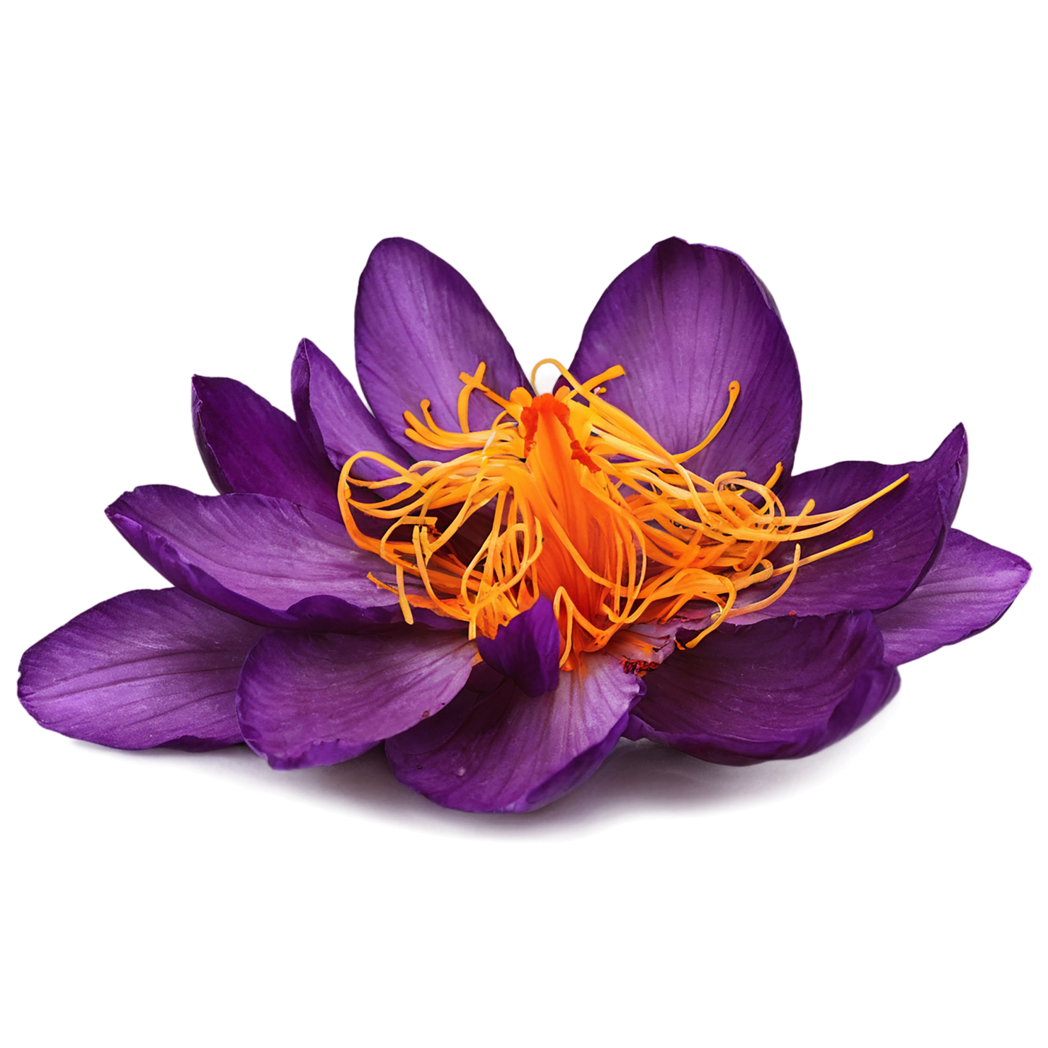 Saffron spices isolated on transparent background #9905