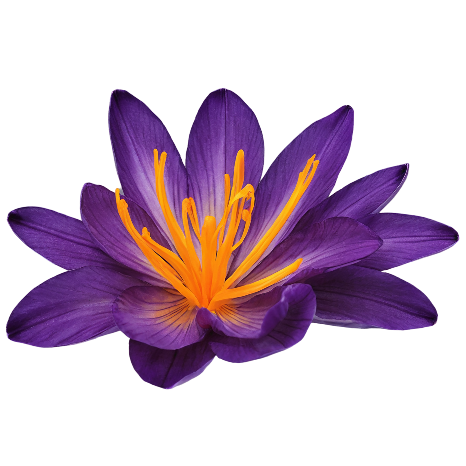 Saffron spices isolated on transparent background #9910
