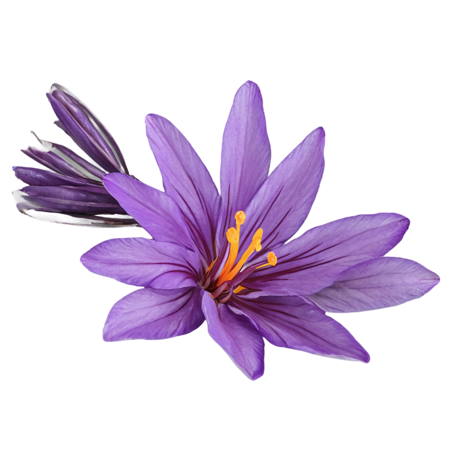 Saffron spices isolated on transparent background #9920