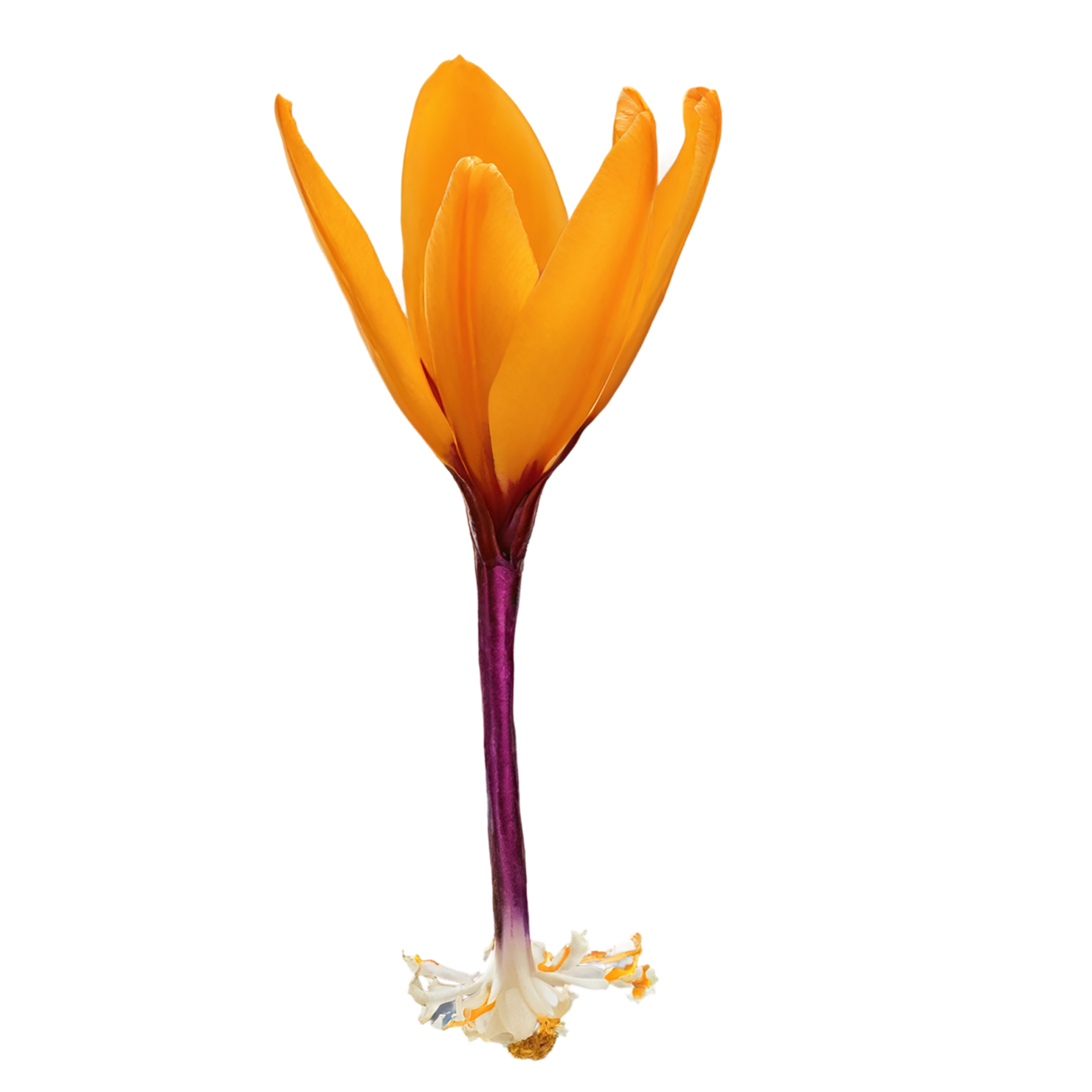 Saffron spices isolated on transparent background #9921