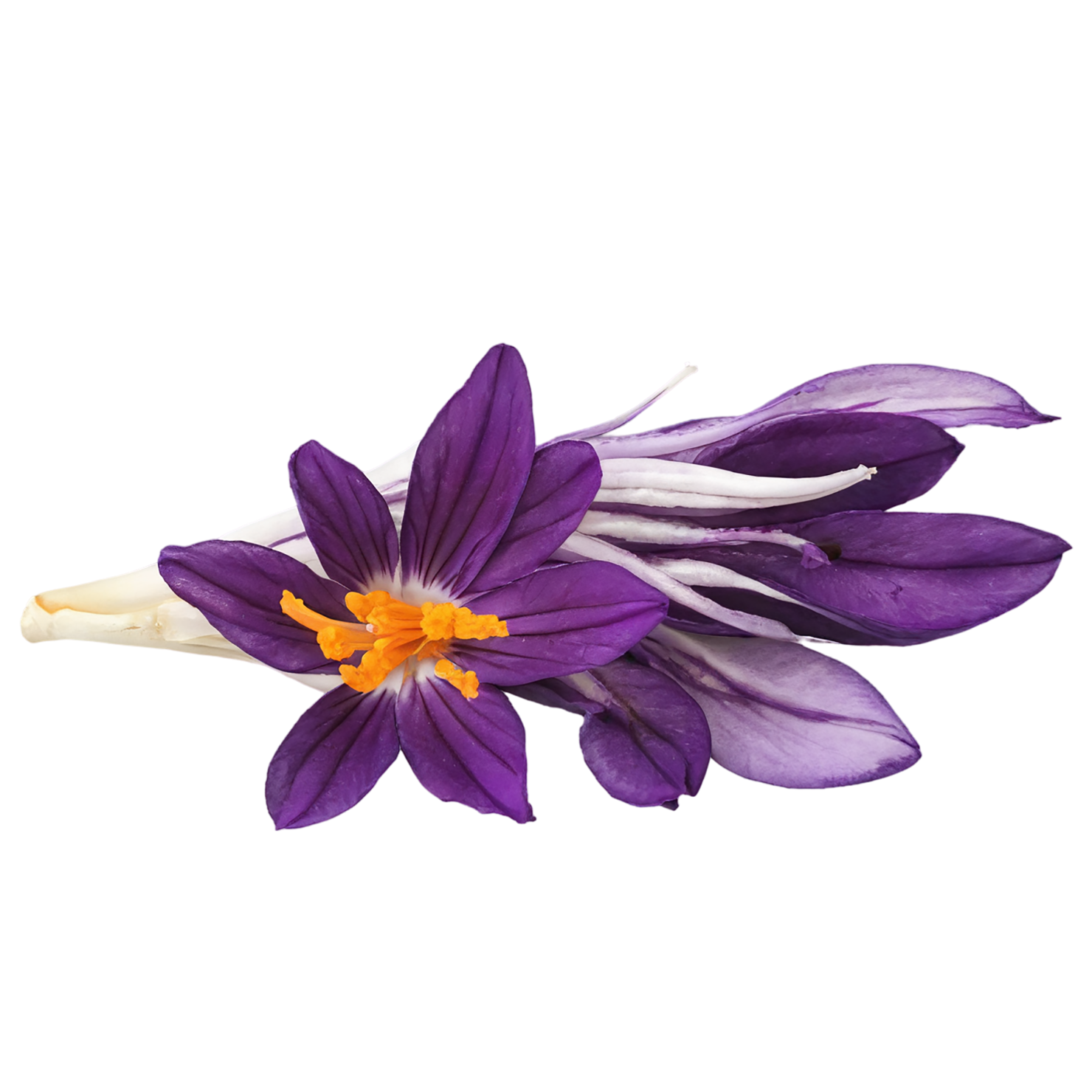 Saffron spices isolated on transparent background #9924