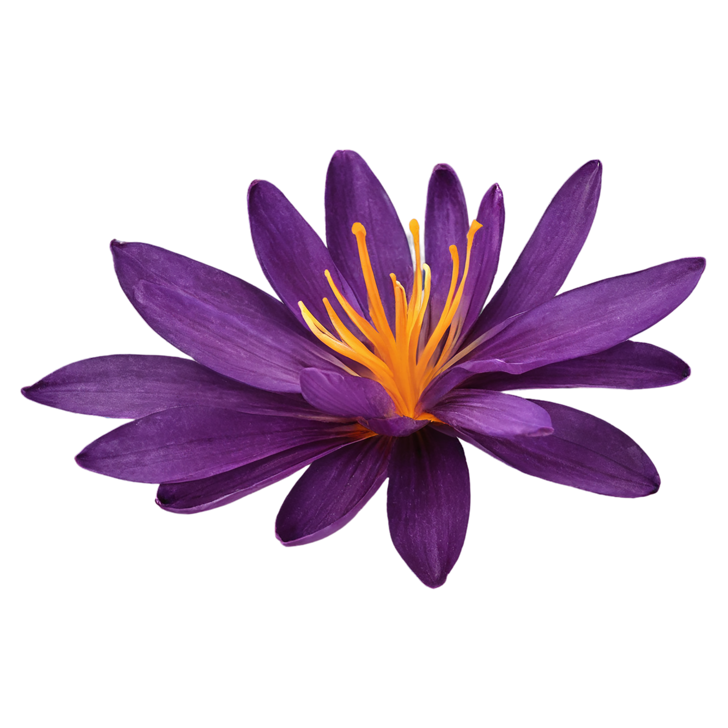 Saffron spices isolated on transparent background #9927